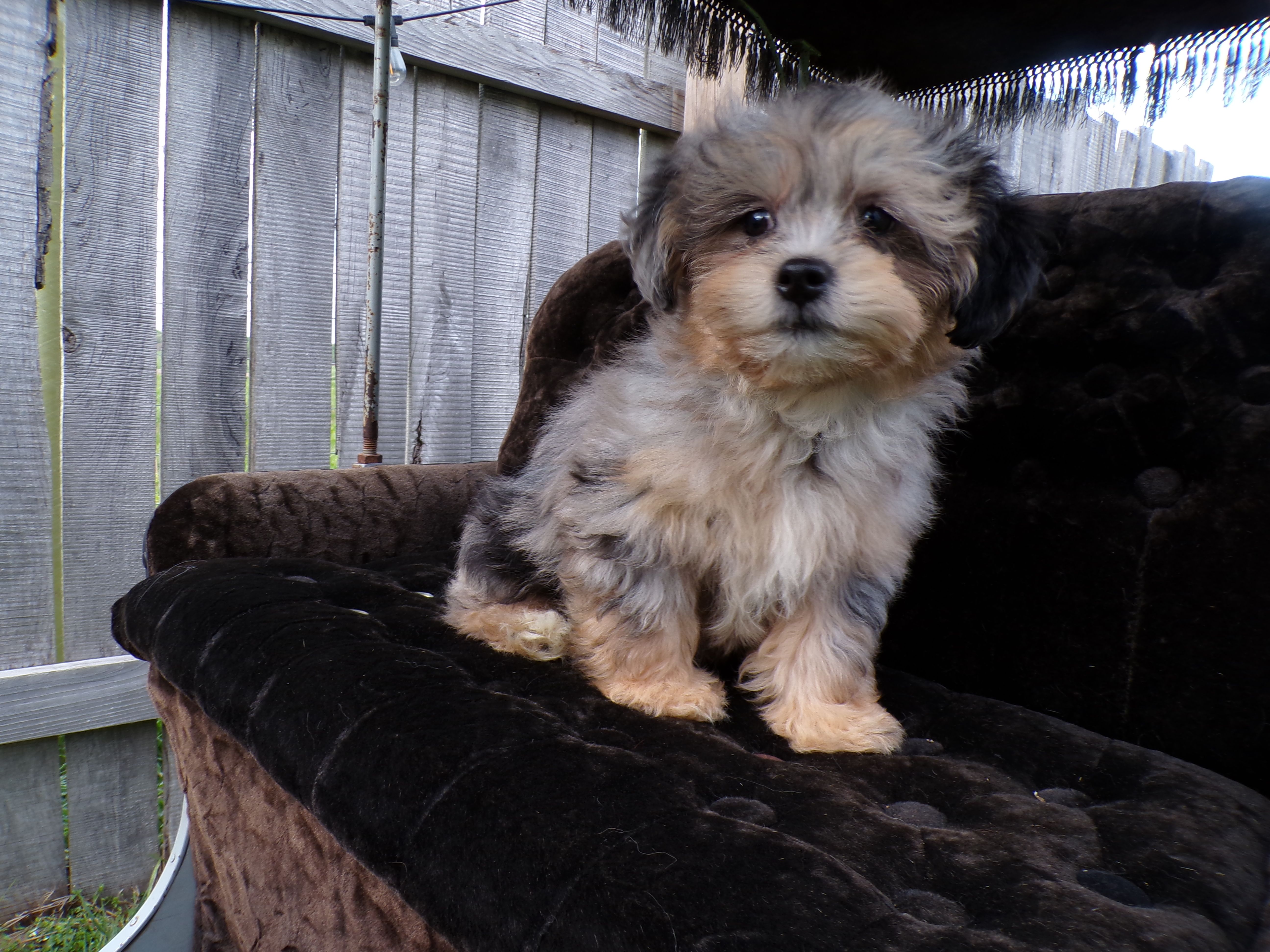 Patrick – Shihpoo puppy for sale in Syracuse, IN