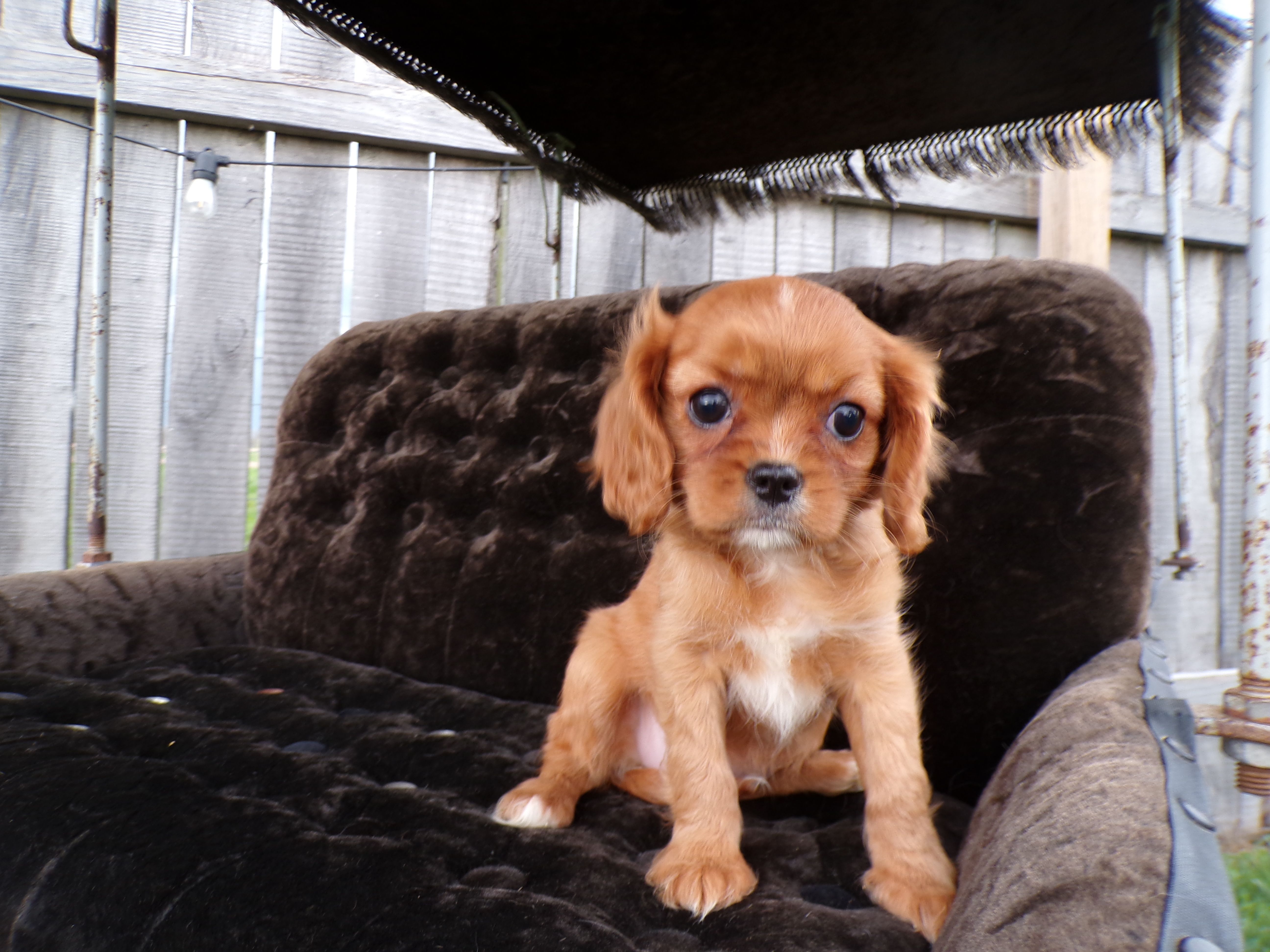 Queenie – Cavalier King Charles Spaniel puppy for sale in Syracuse, IN