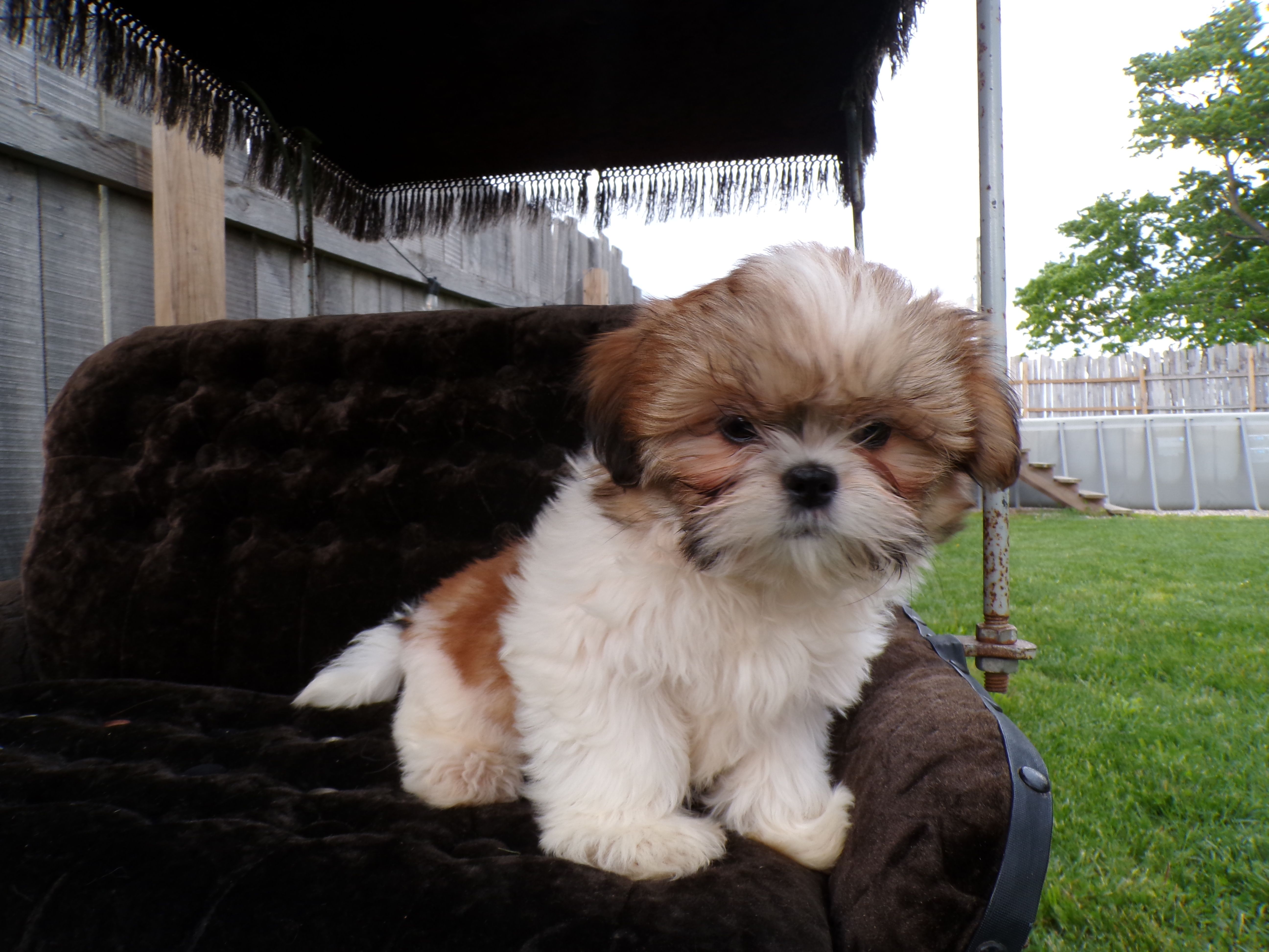 Oliver – Shih Tzu puppy for sale in Syracuse, IN