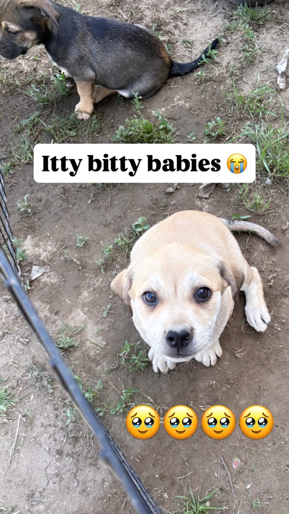 Female mix – Chihuahua puppy for sale in Chino, CA