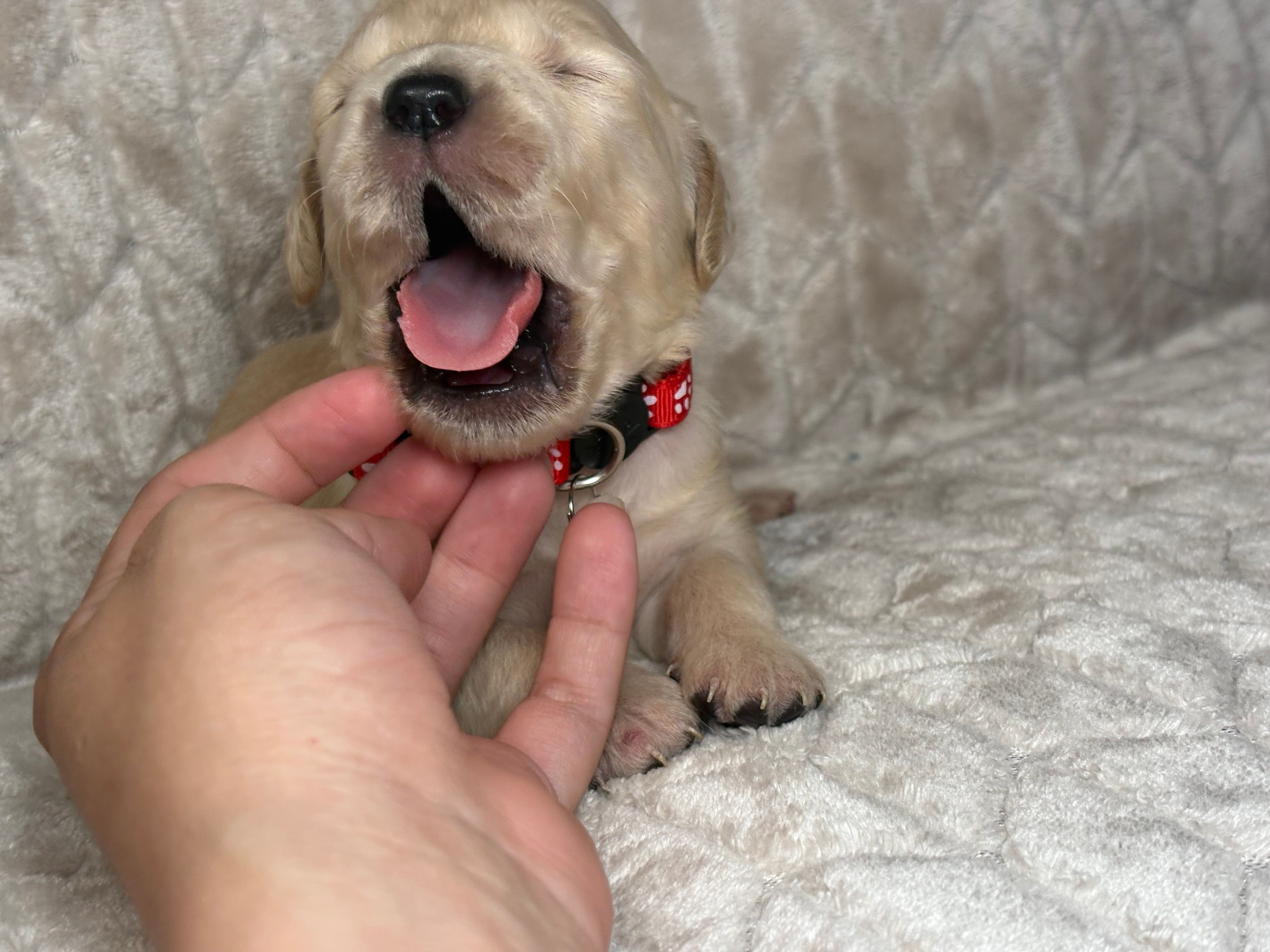 Red collar  – Golden Retriever puppy for sale in Chino, CA