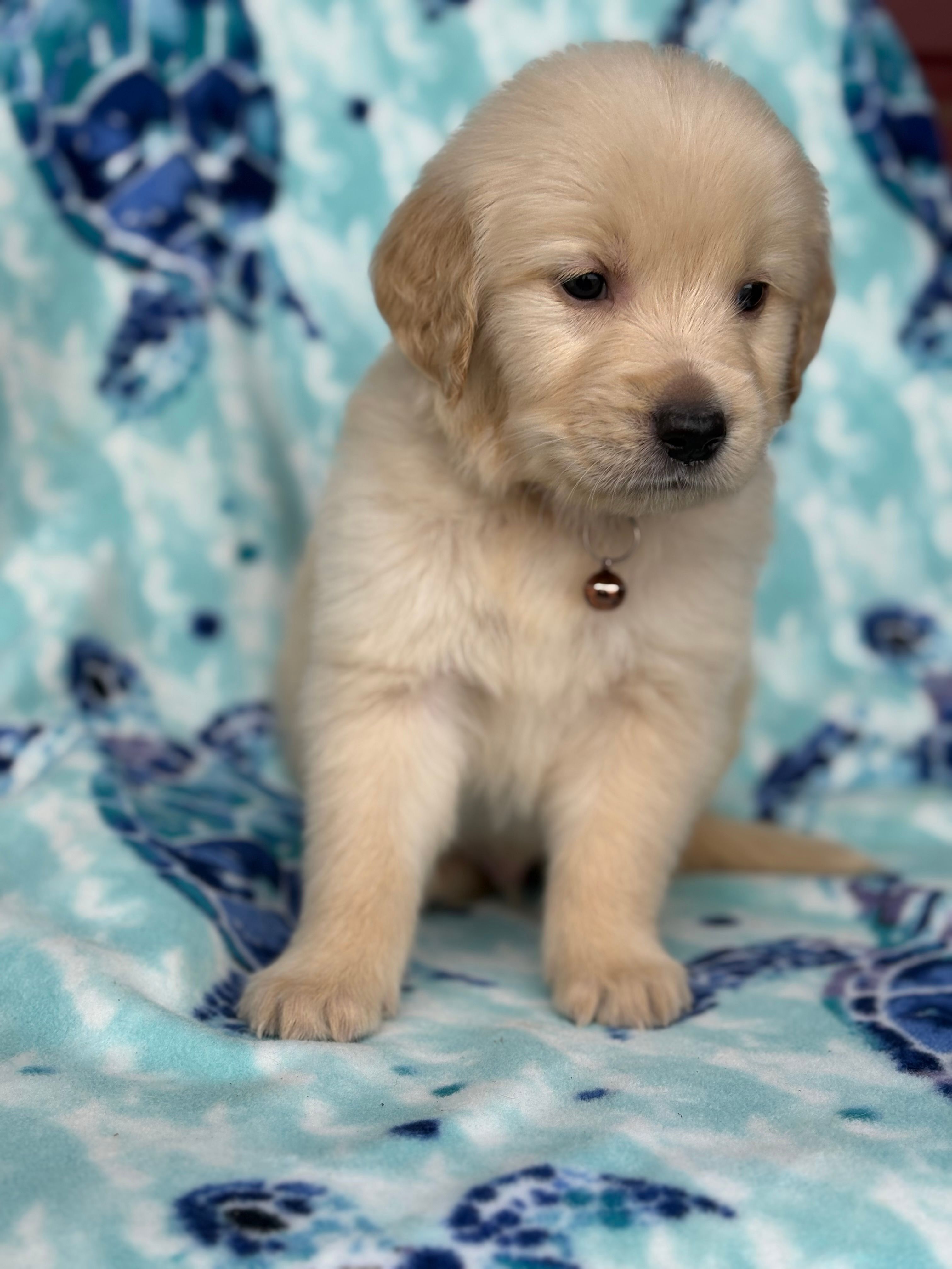 Brown collar – Golden Retriever puppy for sale in Chino, CA