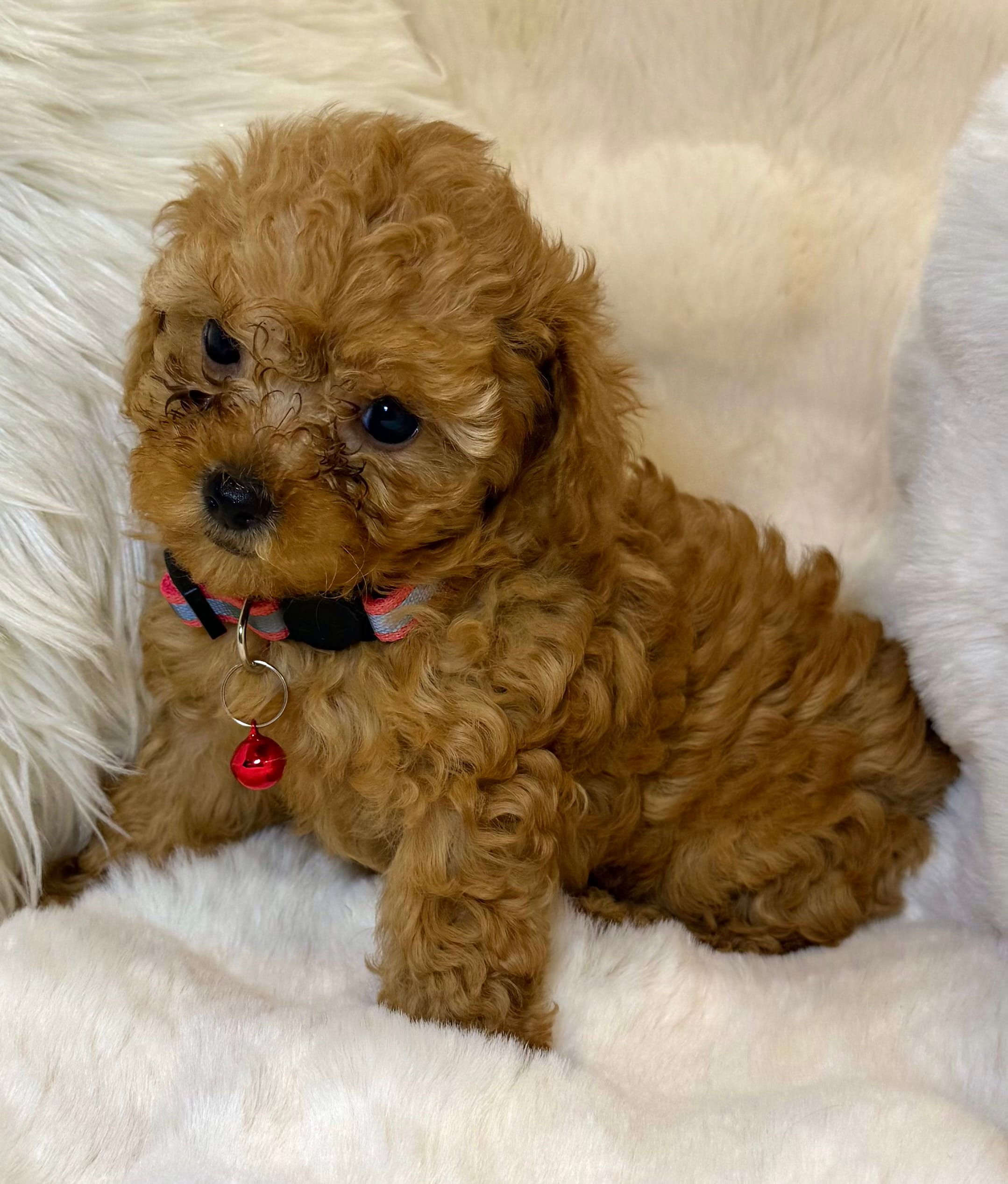 Willow  – Poodle - Toy  puppy for sale in Fountain Valley, CA
