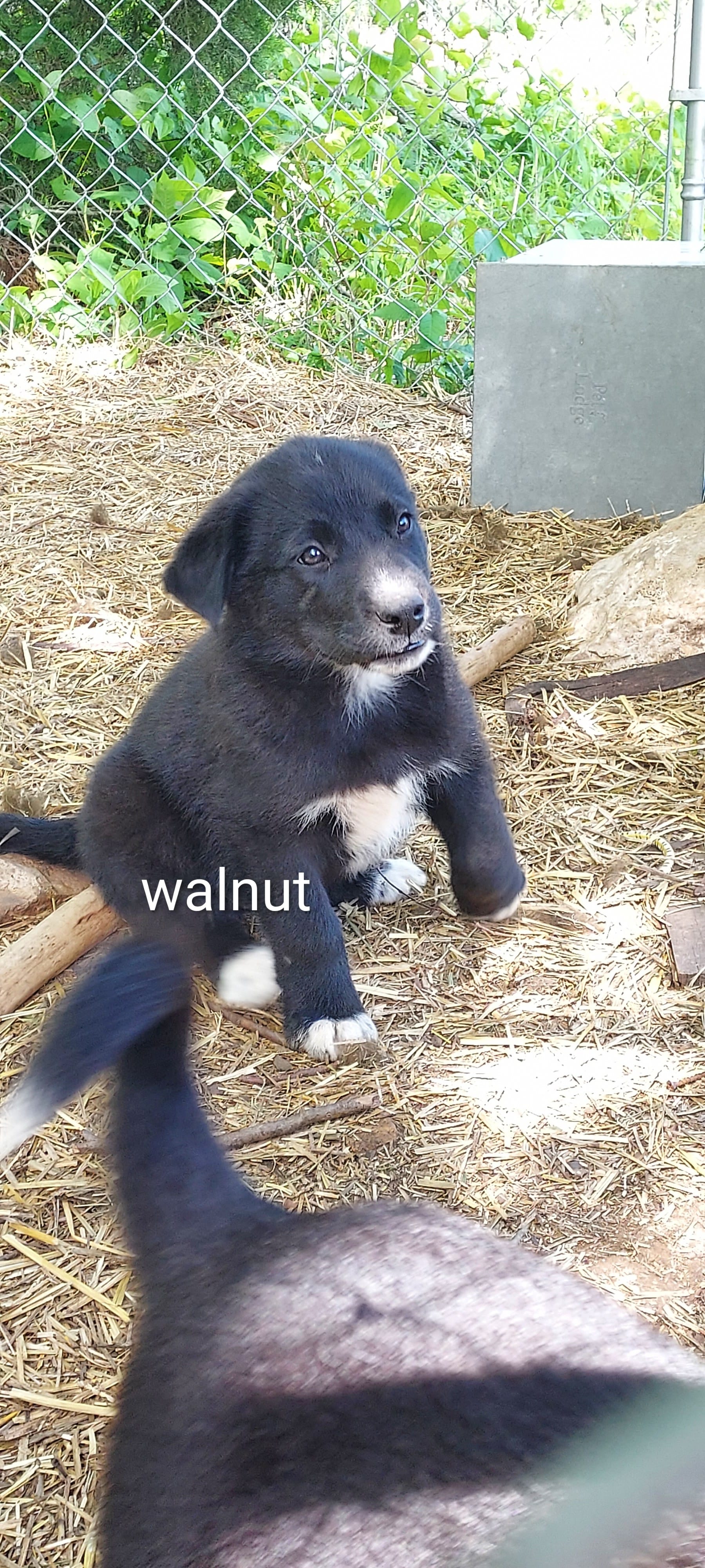 Walnut – Great Pyrenees, Labrador Retriever puppy for sale in Bronson, KS