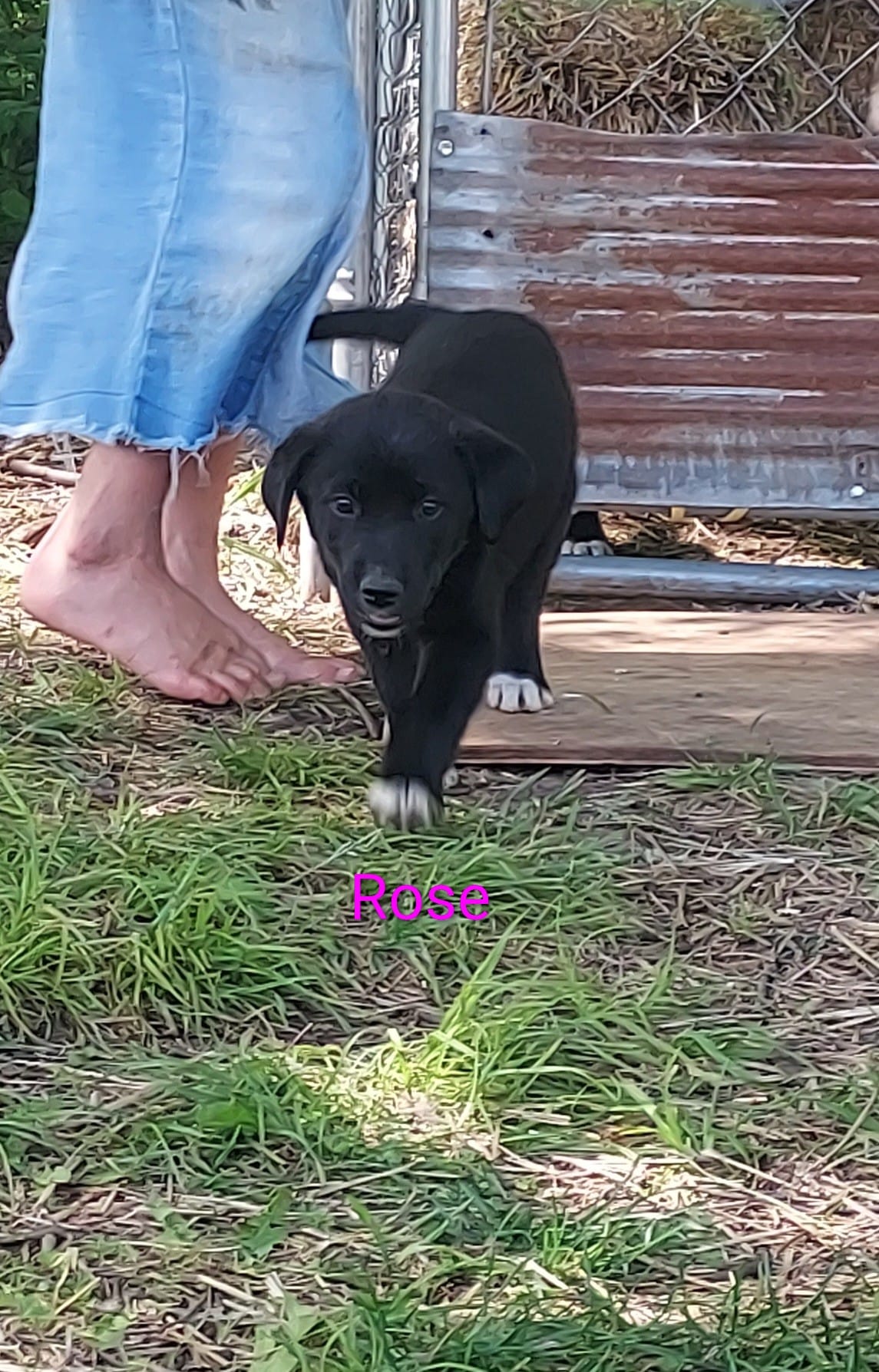 Rose – Great Pyrenees puppy for sale in Bronson, KS