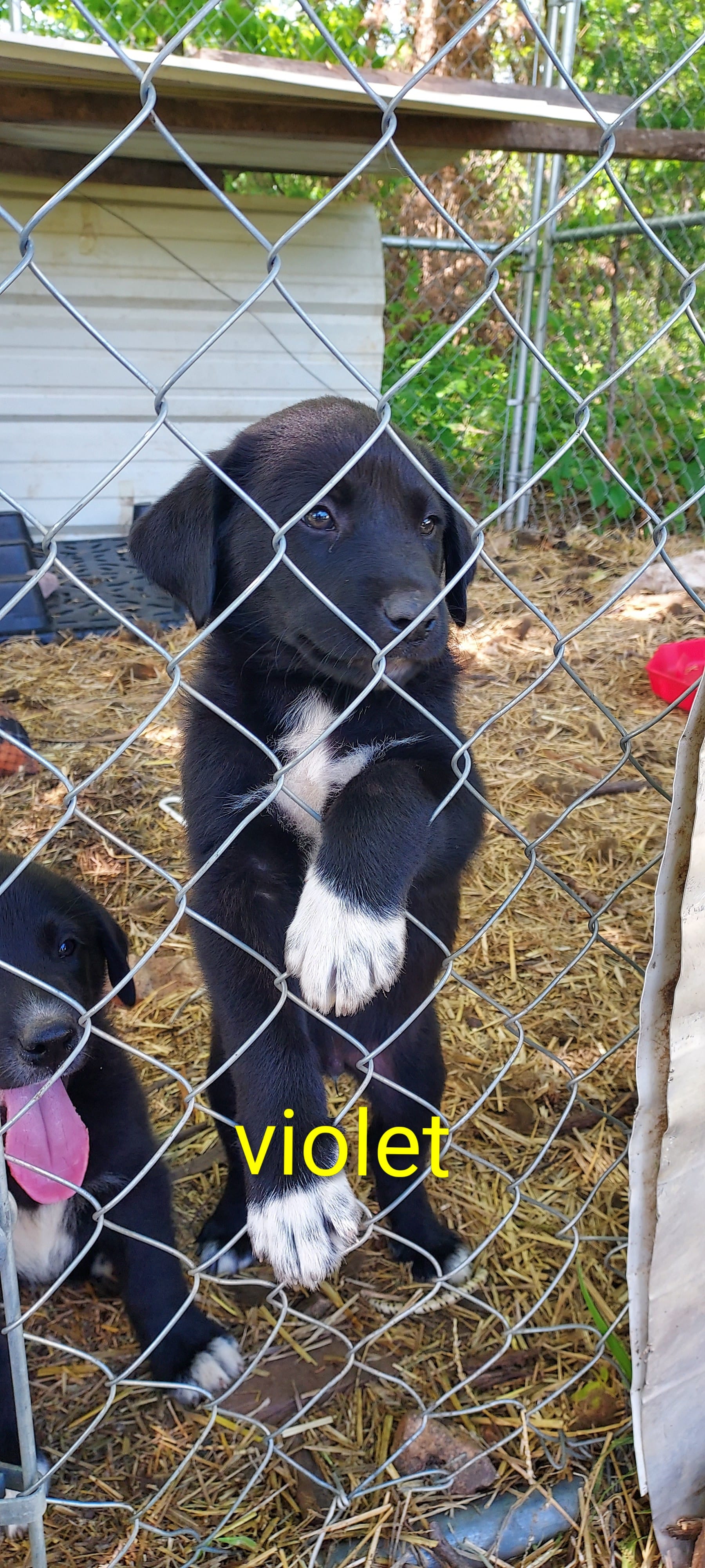 Violet – Great Pyrenees, Labrador Retriever puppy for sale in Bronson, KS