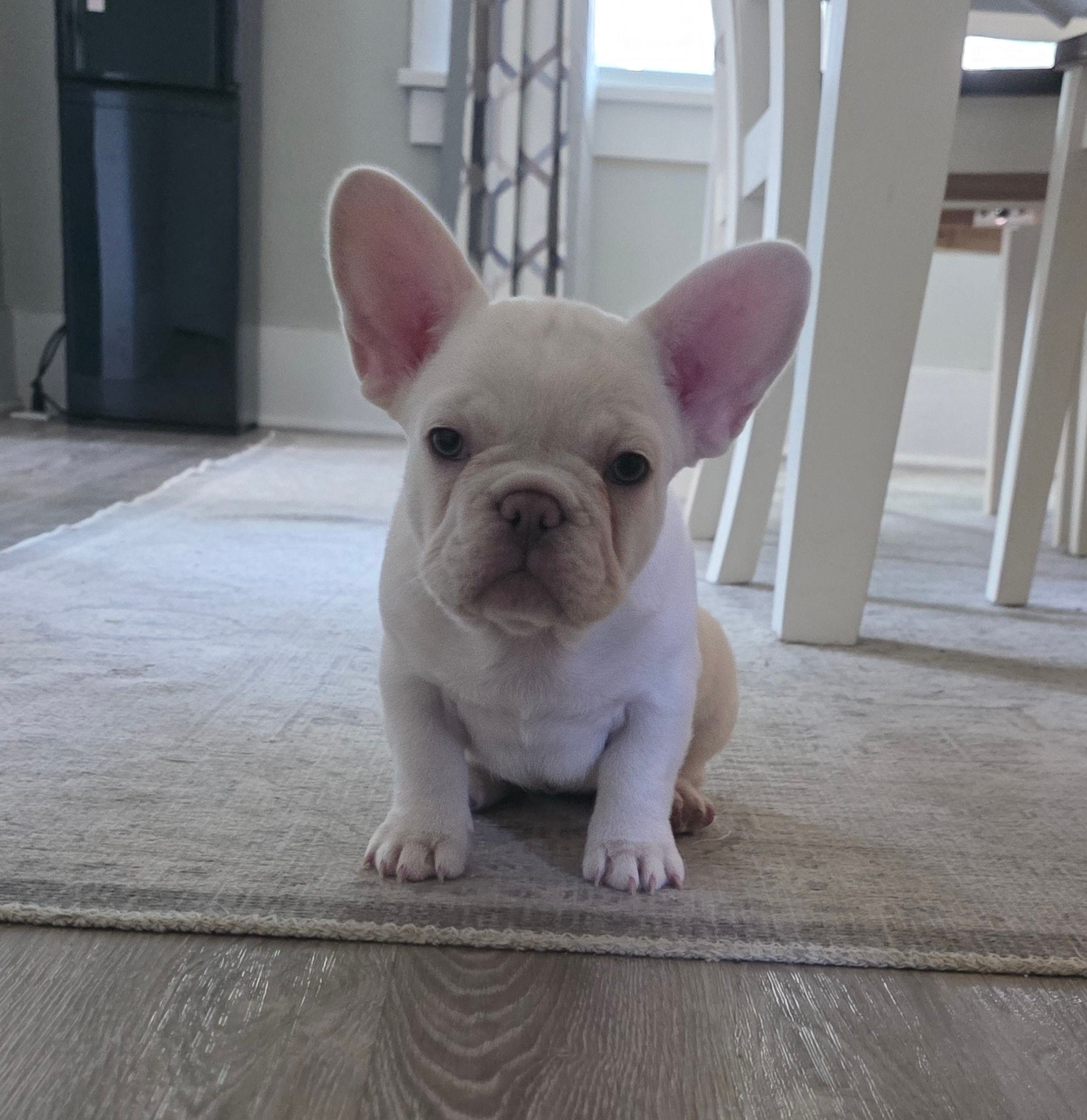 Pearl – French Bulldog puppy for sale in St. Louis, MO
