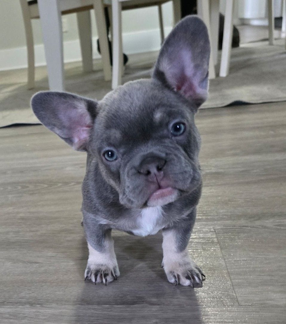 Chanel – French Bulldog puppy for sale in St. Louis, MO