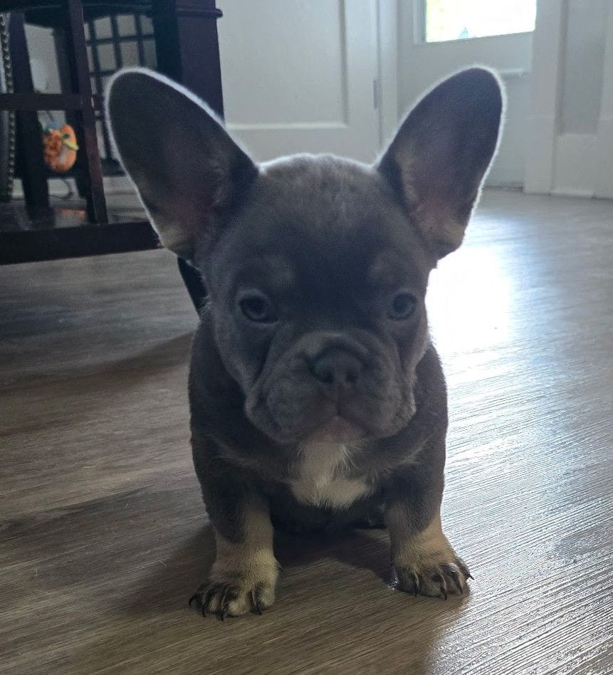 Chanel, a female French Bulldog for sale in St. Louis, MO – 3 of 5