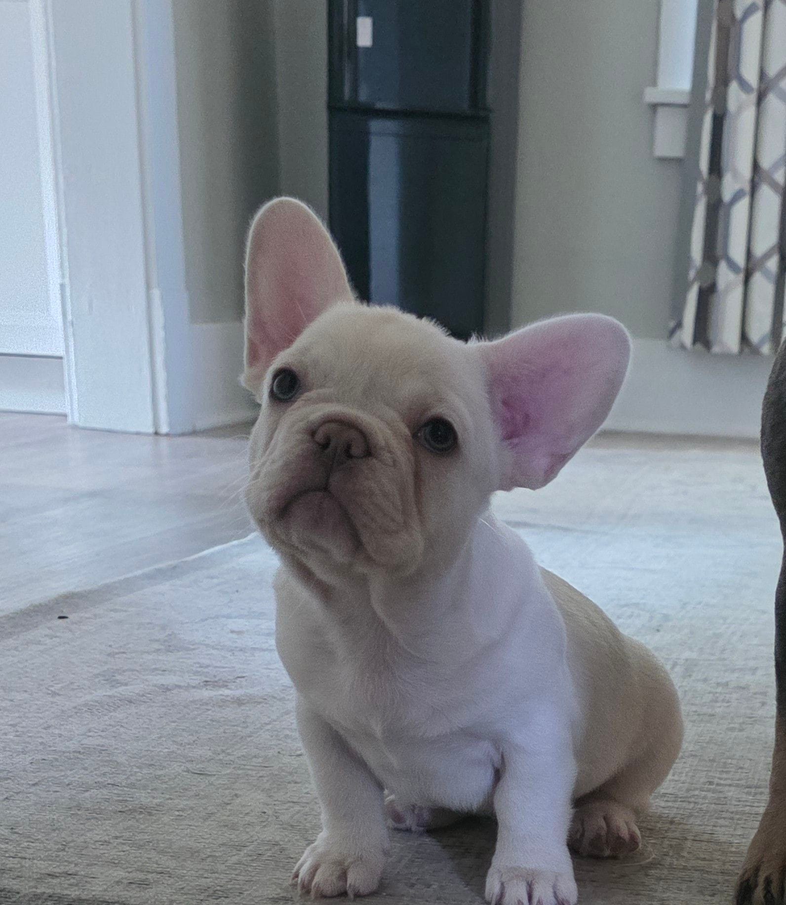 Pearl, a female French Bulldog for sale in St. Louis, MO – 3 of 4
