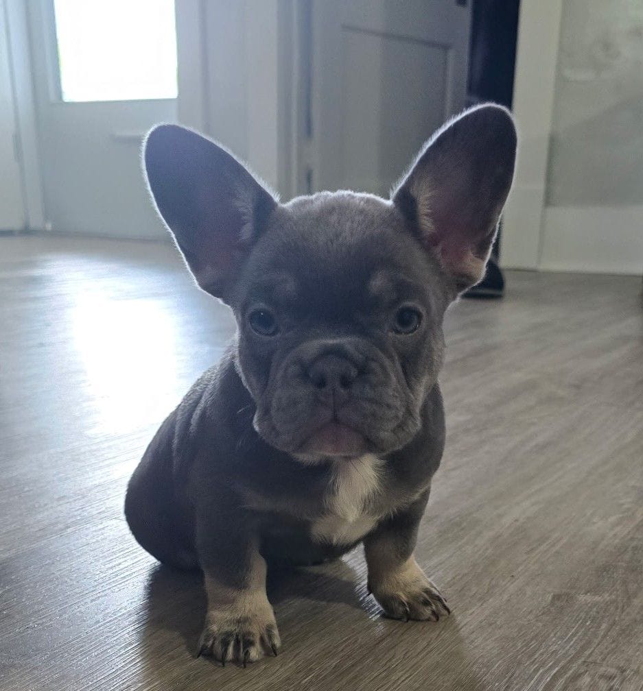 Chanel, a female French Bulldog for sale in St. Louis, MO – 2 of 5