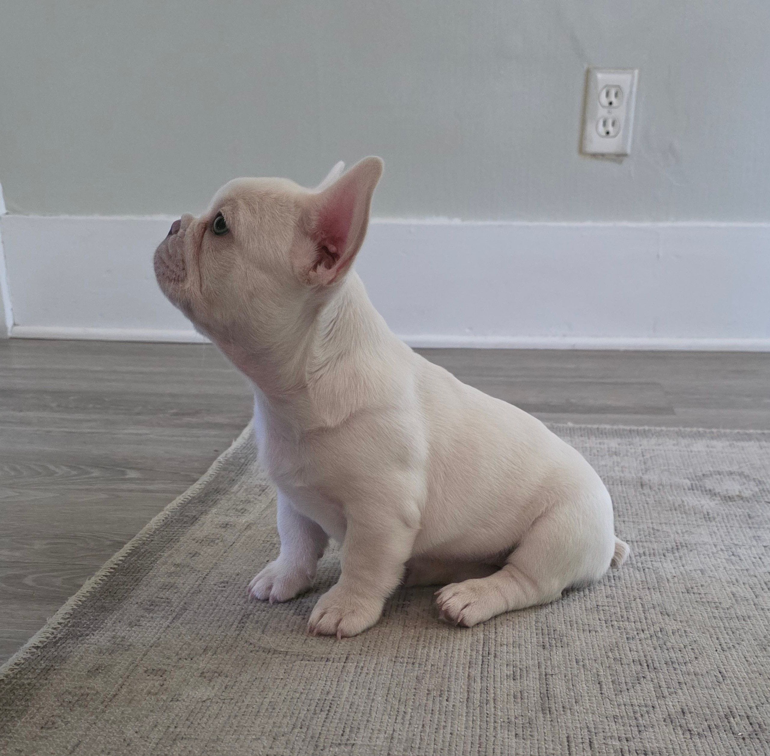 Pearl, a female French Bulldog for sale in St. Louis, MO – 2 of 4