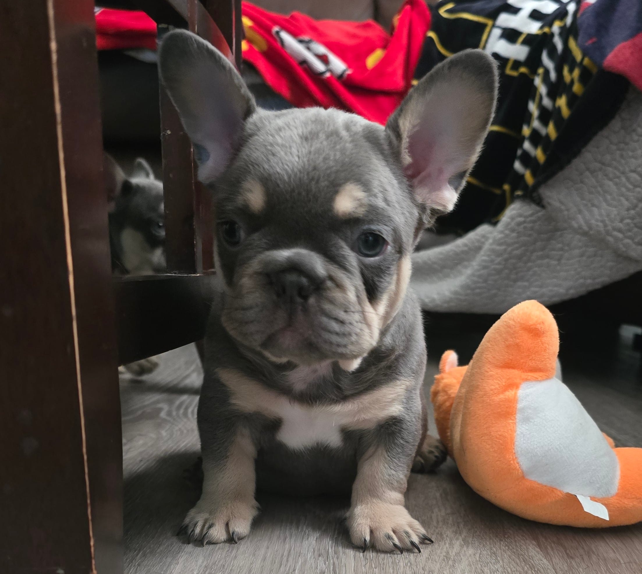Blue – French Bulldog puppy for sale in St. Louis, MO
