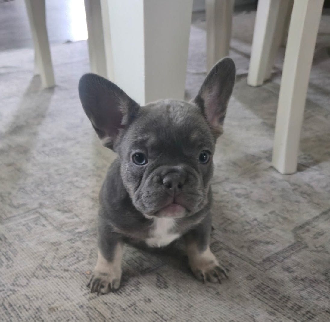 Chanel, a female French Bulldog for sale in St. Louis, MO – 5 of 5