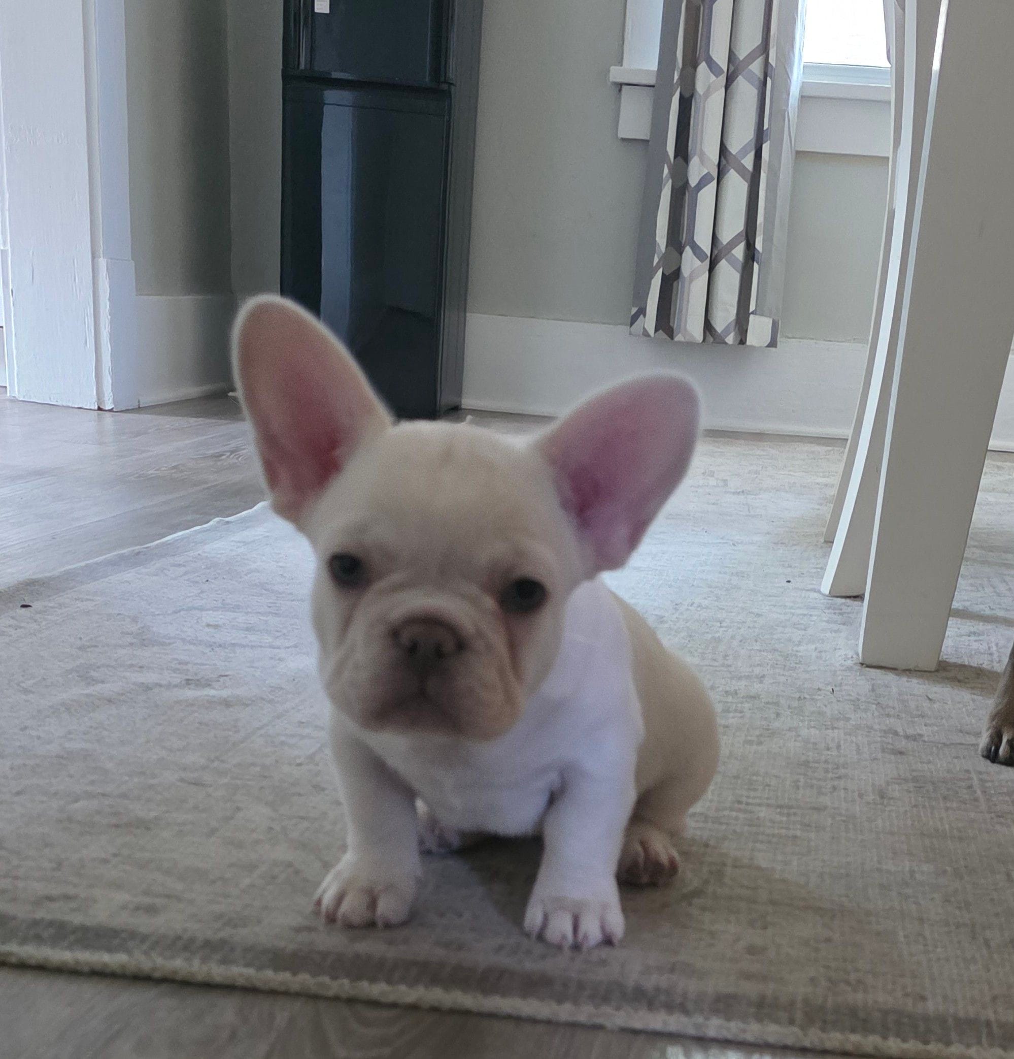 Pearl, a female French Bulldog for sale in St. Louis, MO – 1 of 4