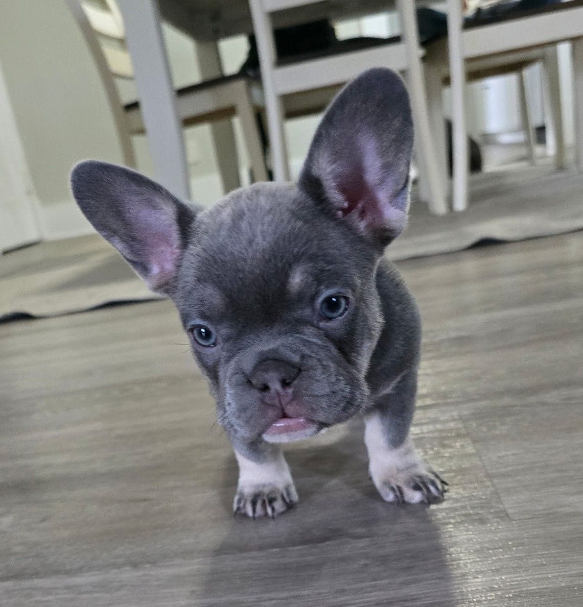 Chanel, a female French Bulldog for sale in St. Louis, MO – 4 of 5