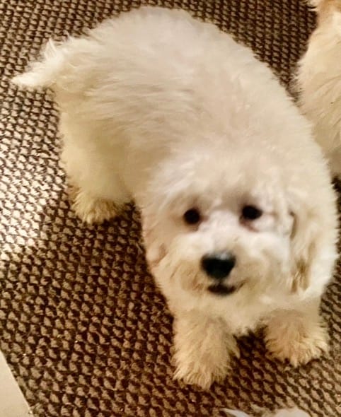 Apollo – Cockapoo puppy for sale in Thatcher, AZ