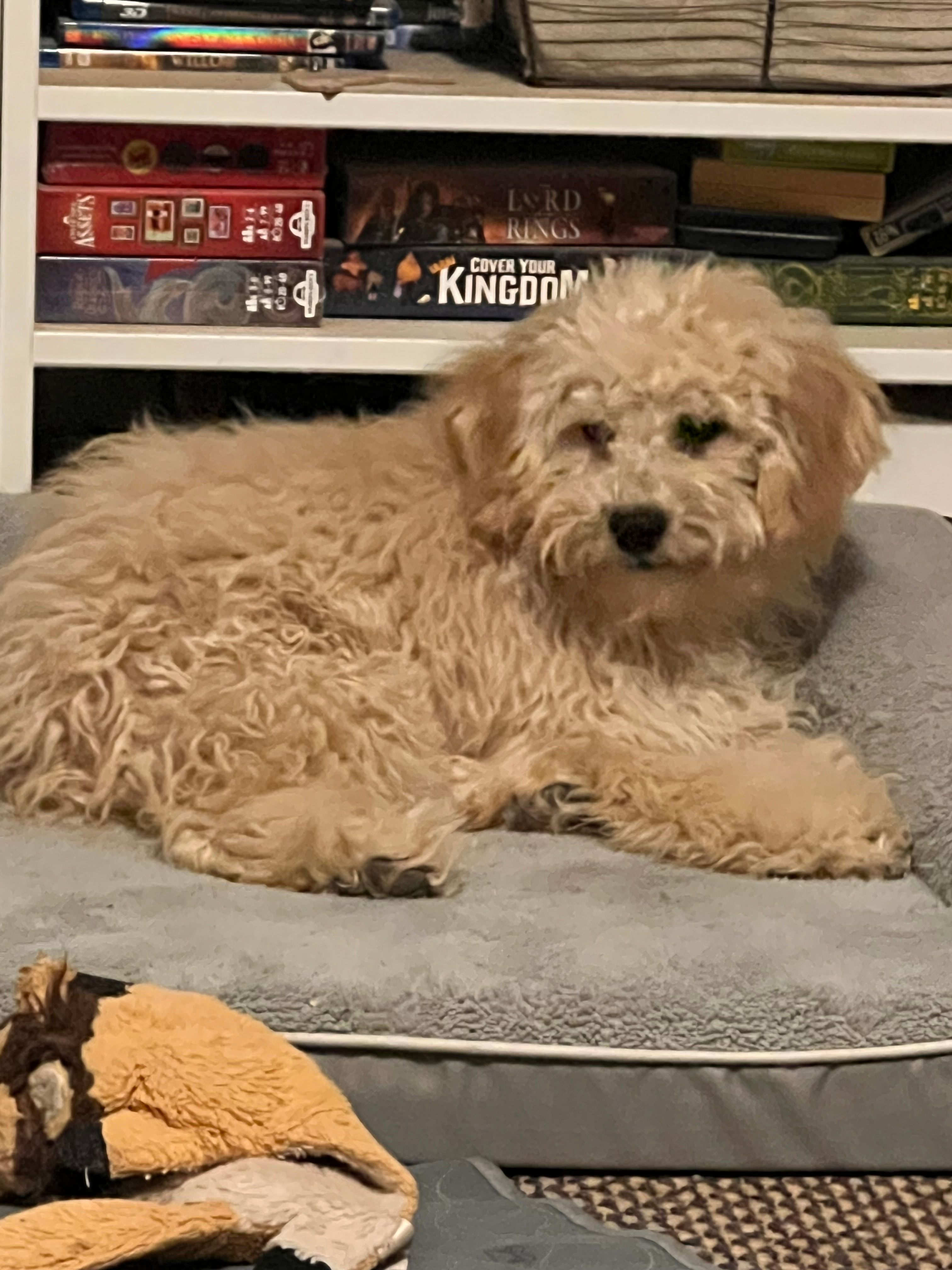Biscuit (Apollo) – Cockapoo, Poodle - Miniature  puppy for sale in Thatcher, AZ