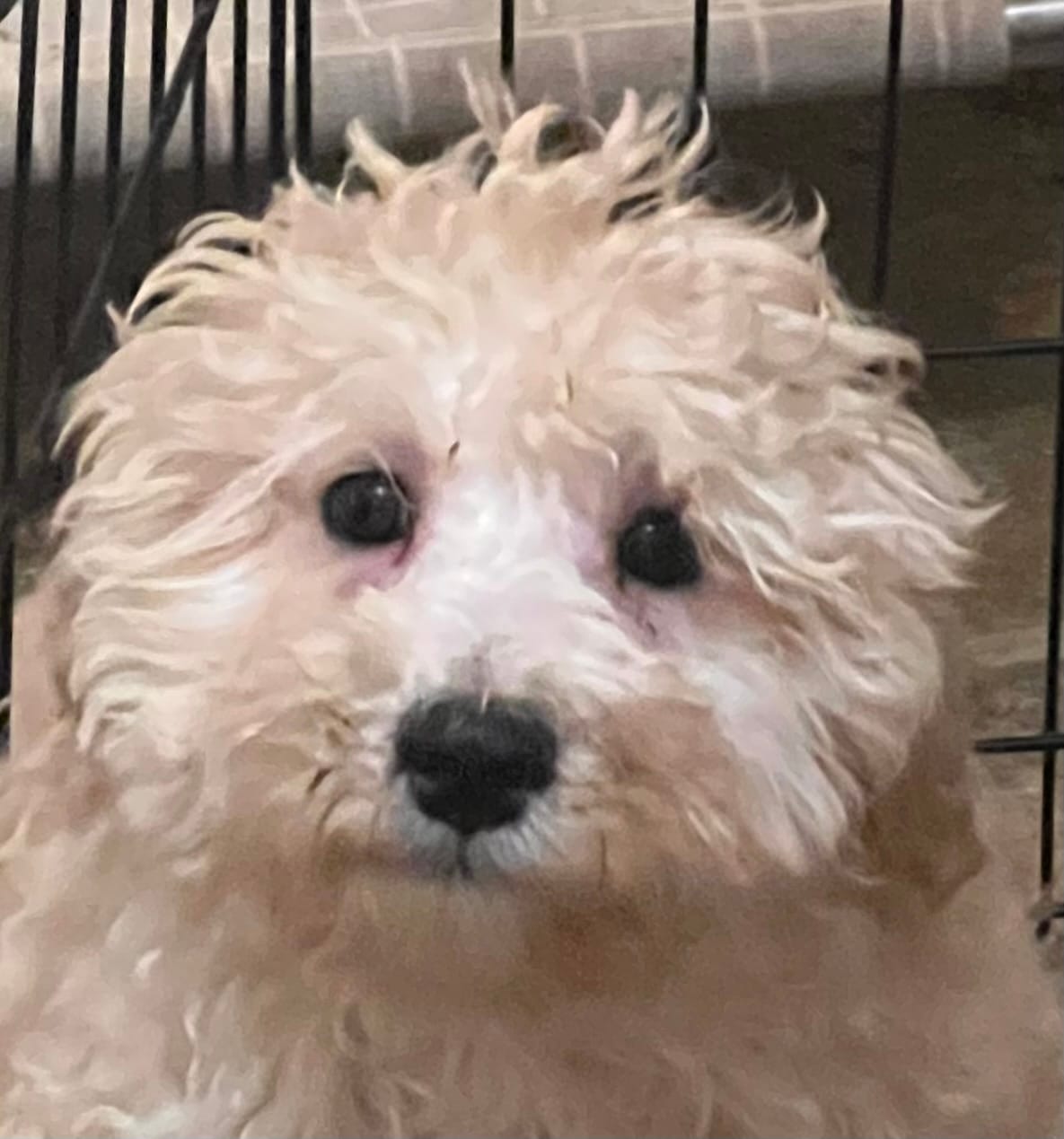 Apollo – Cockapoo puppy for sale in Thatcher, AZ