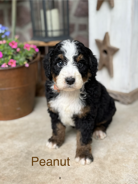 Peanut – Miniature Bernedoodle puppy for sale in Denver, PA