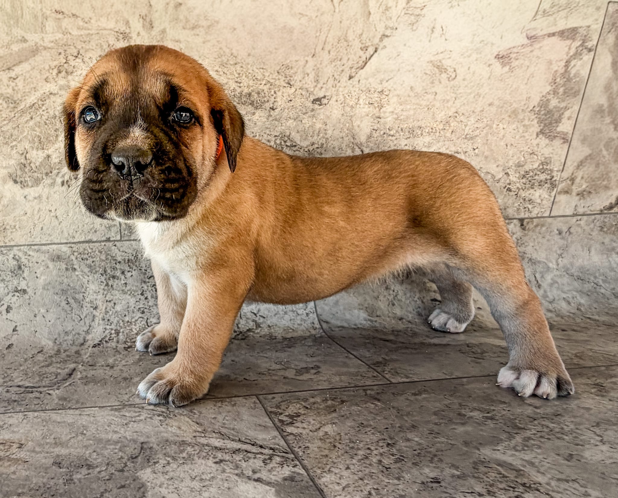 Orange Collar – Cane Corso puppy for sale in Catawba, NC