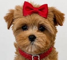 Ellie – Maltipoo puppy for sale in Fayetteville, AR