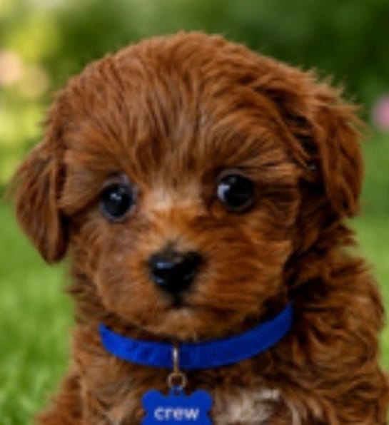 CREW – Maltipoo puppy for sale in Fayetteville, AR