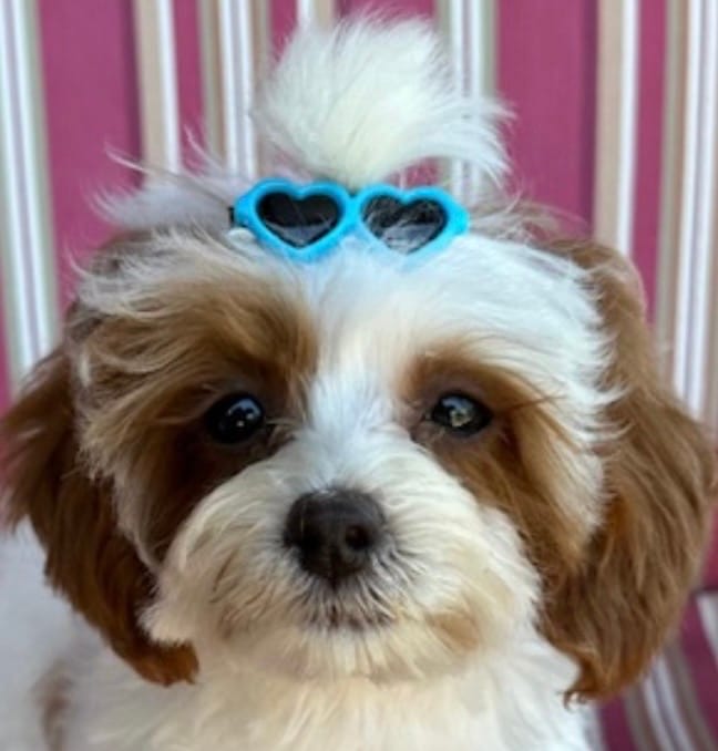 RUSH – Maltipoo puppy for sale in Fayetteville, AR