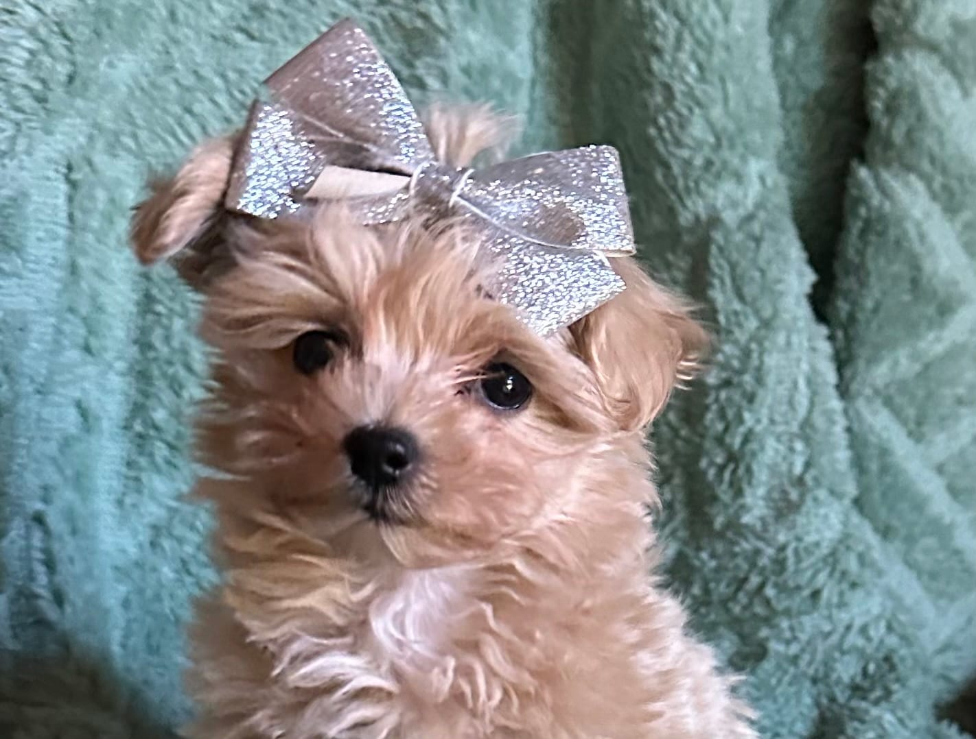 Milo – Maltipoo puppy for sale in Mammoth Spring, AR