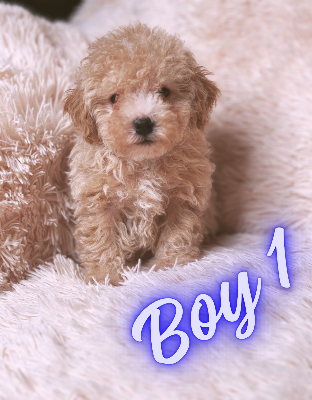 AKC APRICOT MALE – Poodle - Toy  puppy for sale in Middletown, NY