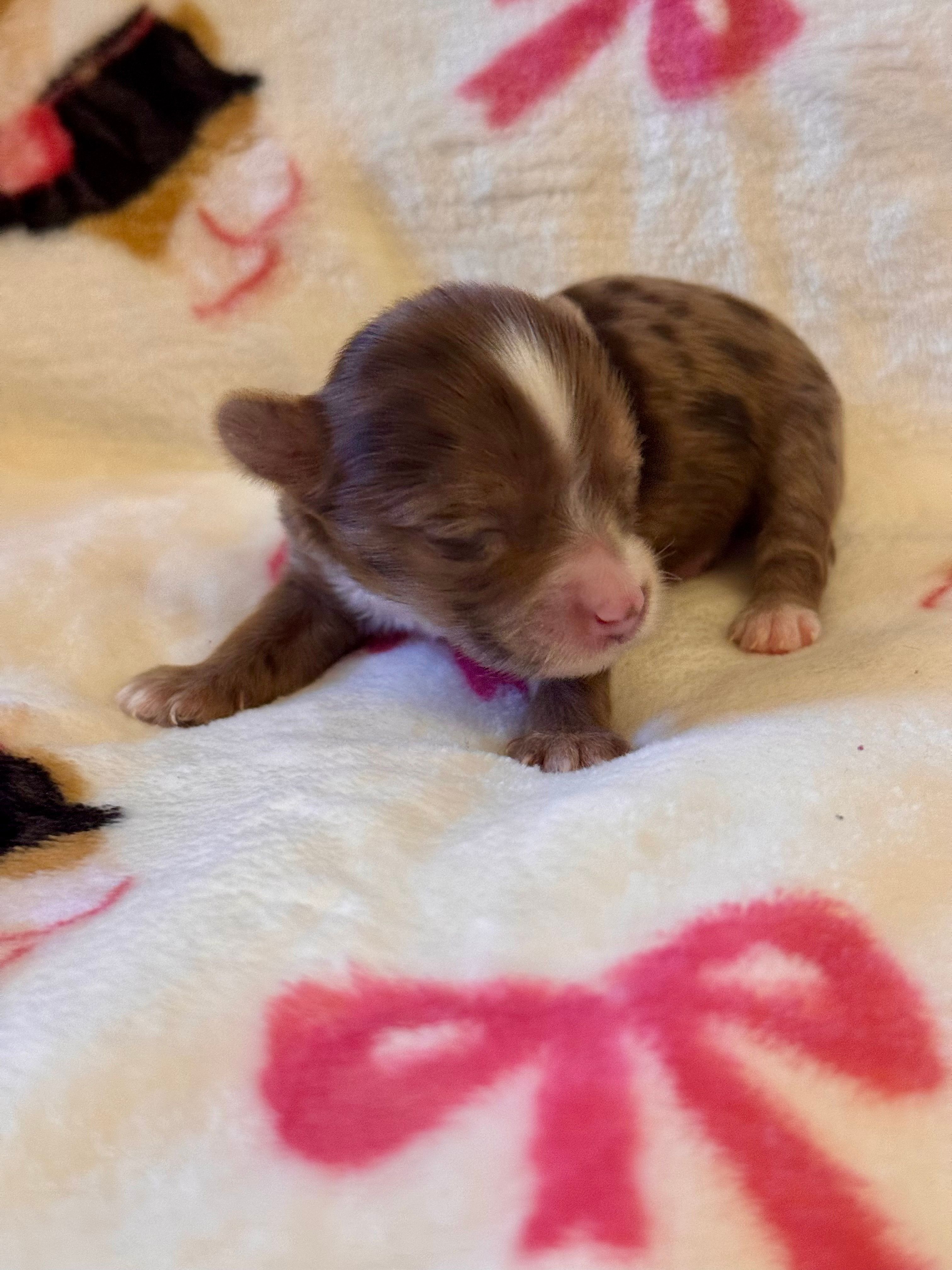 TINY Chocolate Merle  – Yorkshire Terrier puppy for sale in Middletown, NY