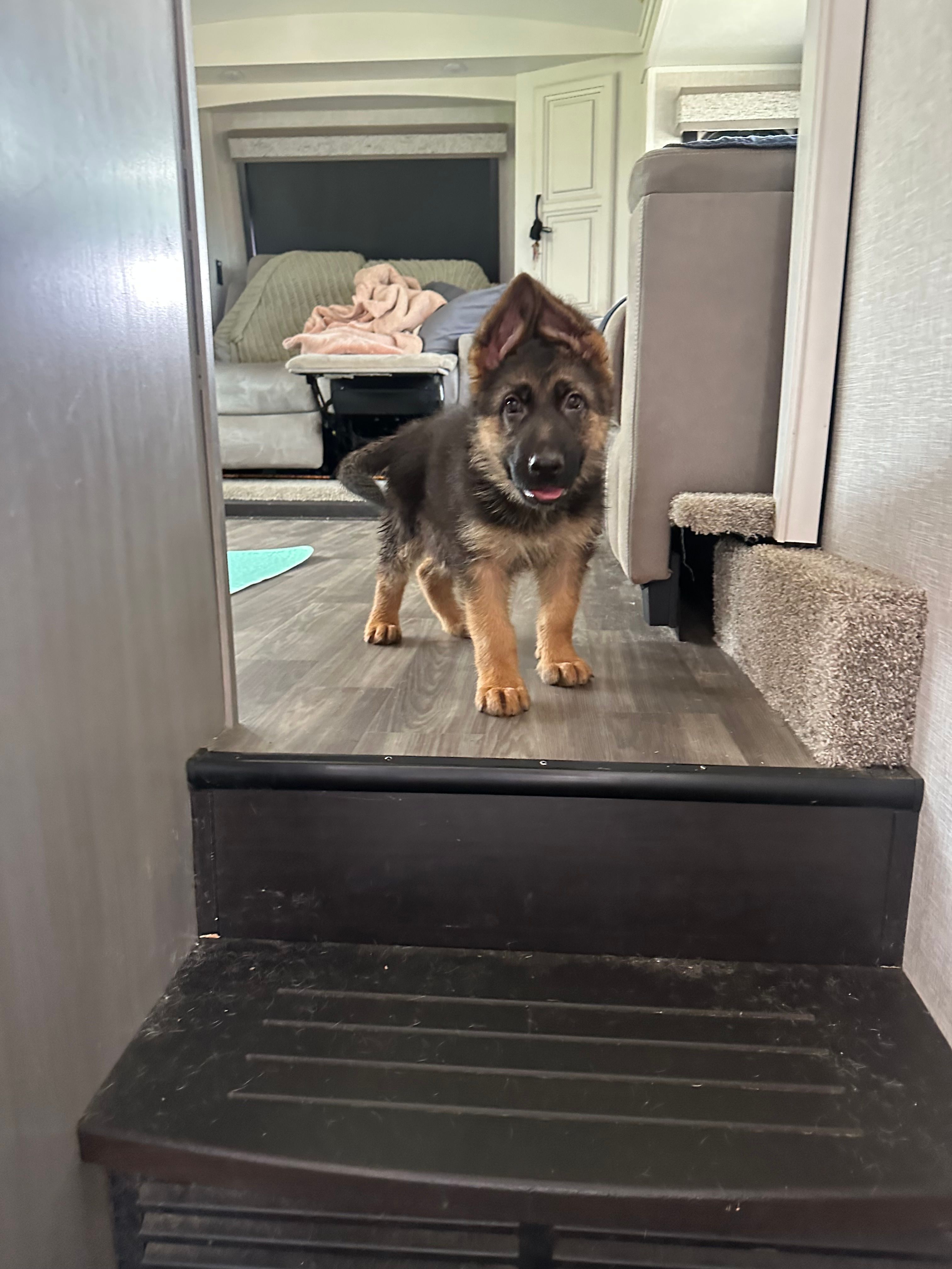 Akc. Rufus  – German Shepherd Dog puppy for sale in Advance, NC