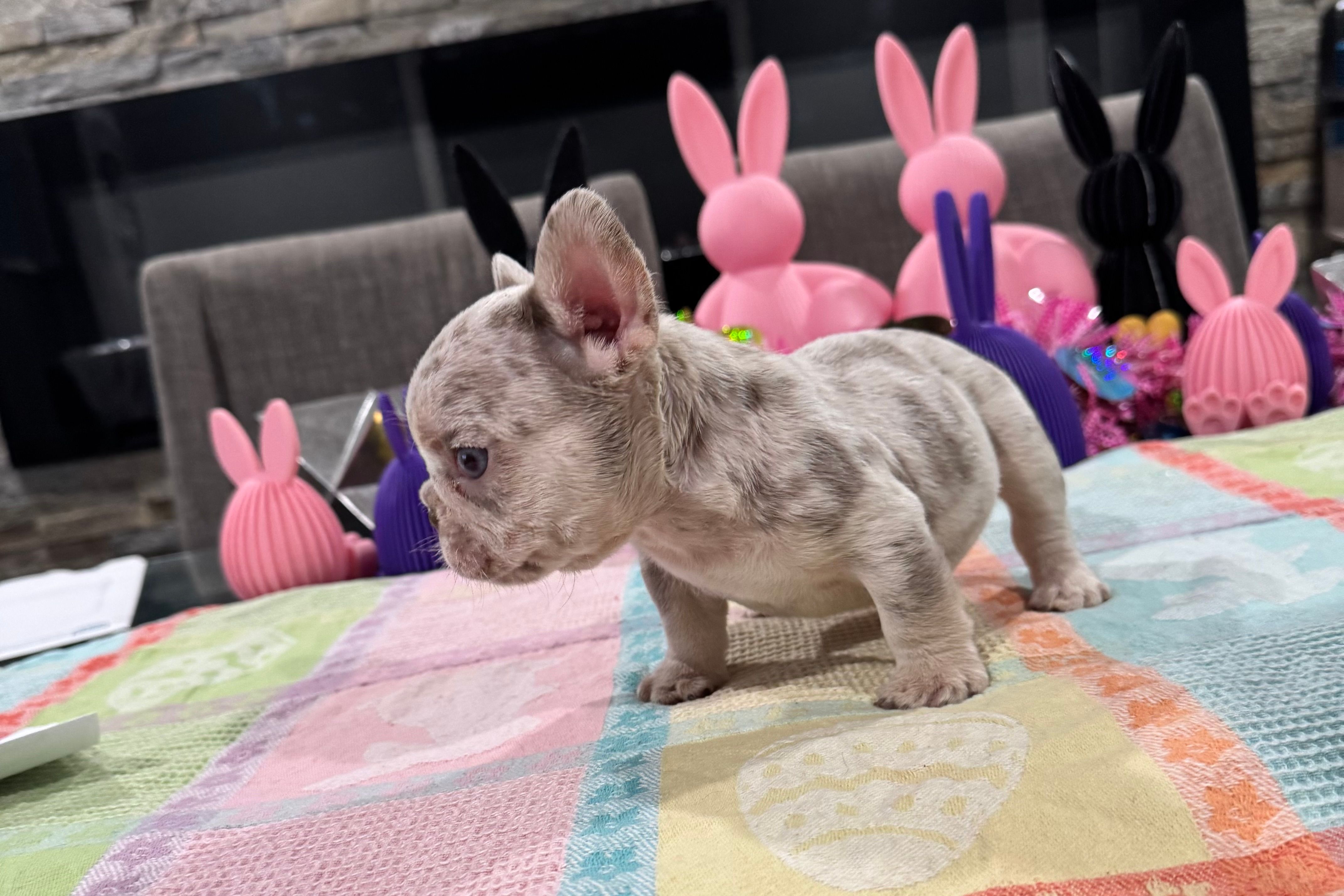Bullet  – French Bulldog puppy for sale in Buffalo, NY