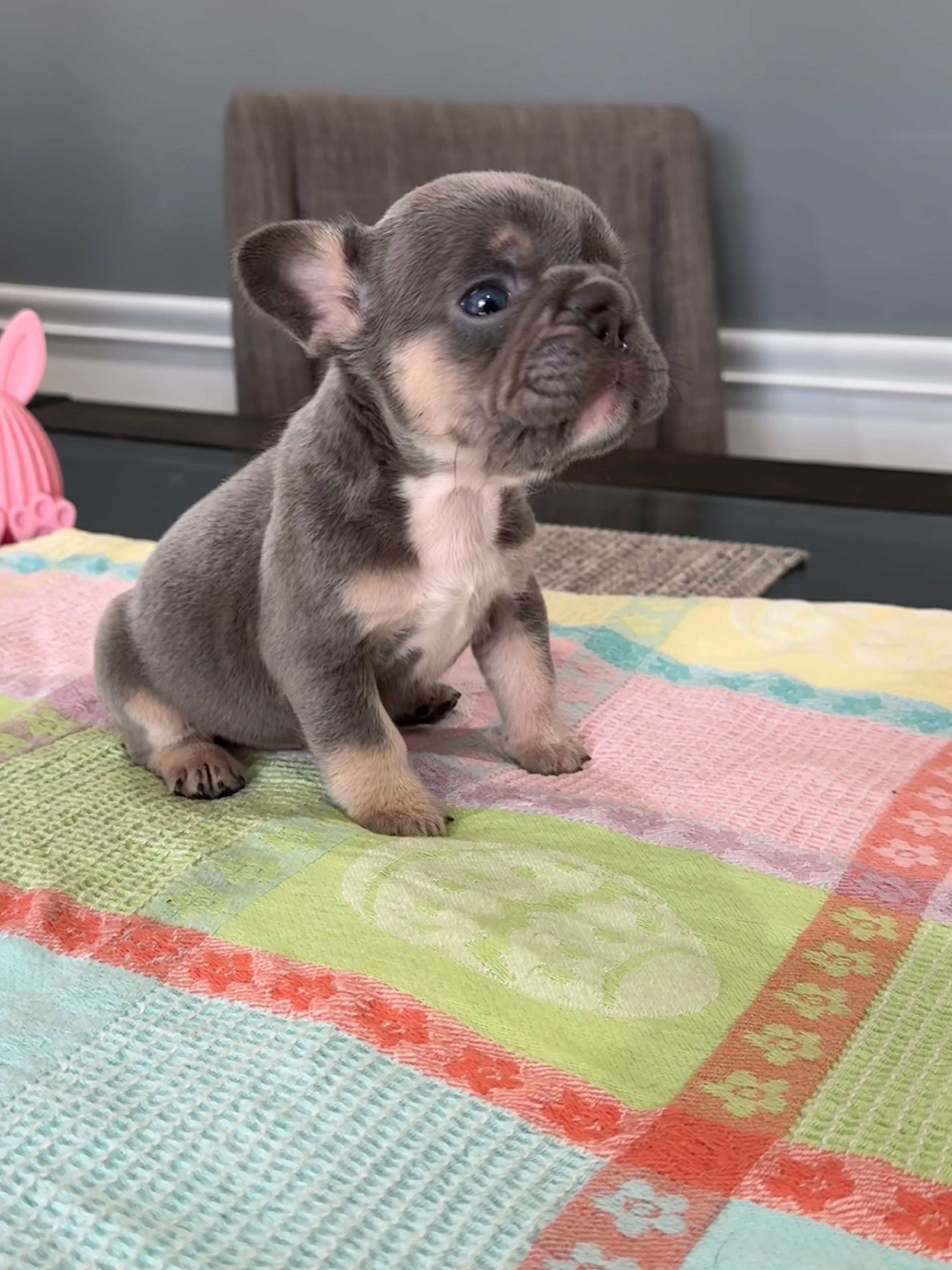 Layla – French Bulldog puppy for sale in Buffalo, NY