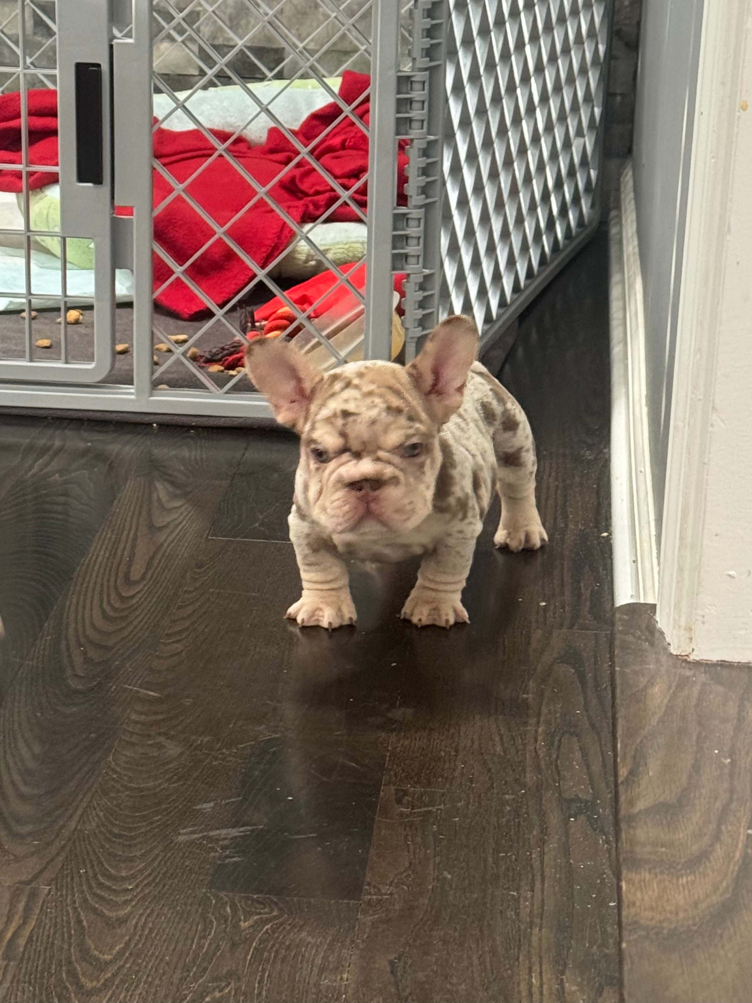 Twix  – French Bulldog puppy for sale in Buffalo, NY