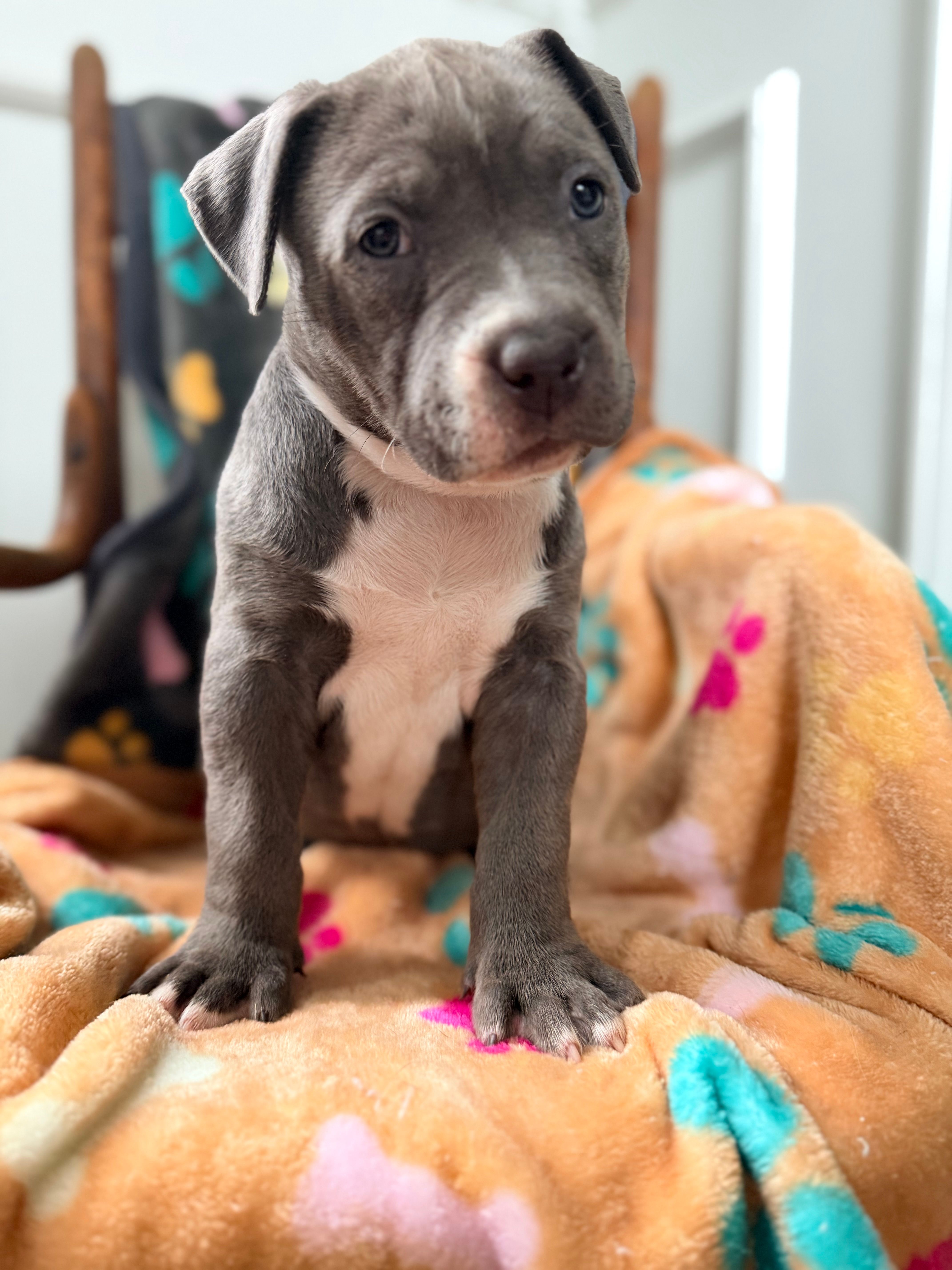 Princess – American Bully puppy for sale in Bloomington, IL