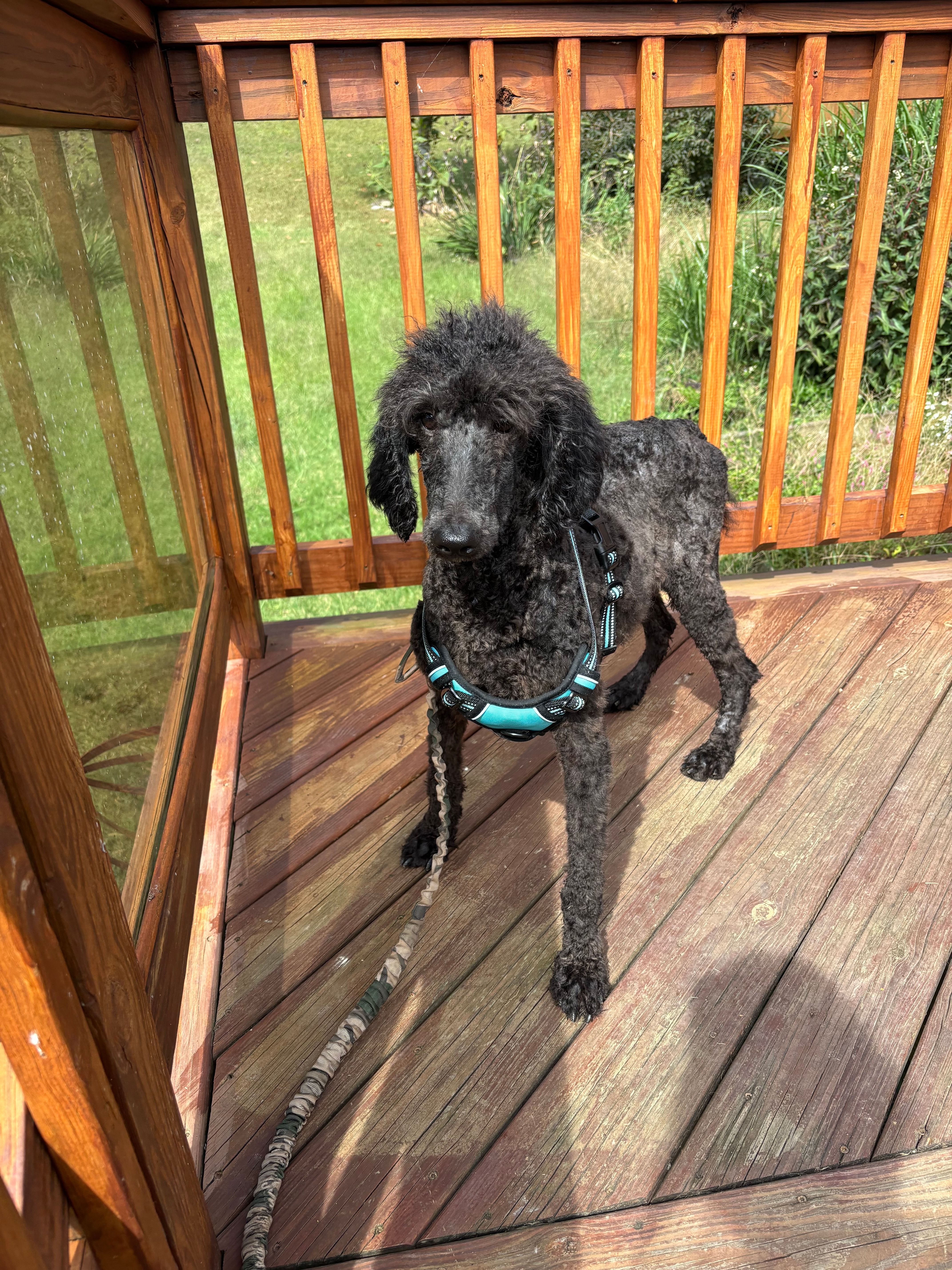 Frankie – Poodle - Standard  puppy for sale in Rogersville, TN