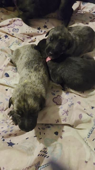 Yellow collar female, a female Irish Wolfhound for sale in Caneadea, NY – 2 of 7