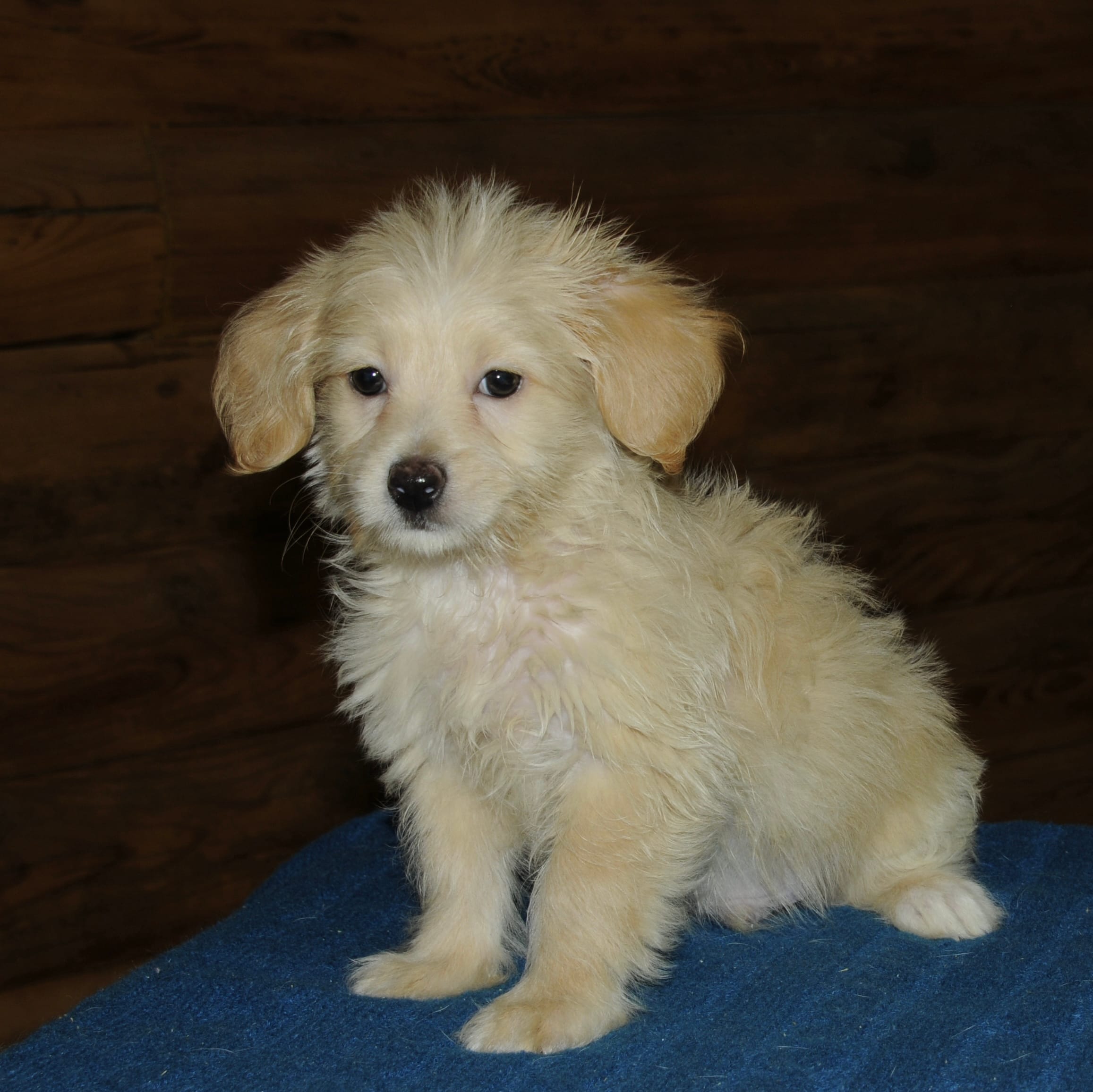 Simba – Maltipoo puppy for sale in Saint Augustine, FL