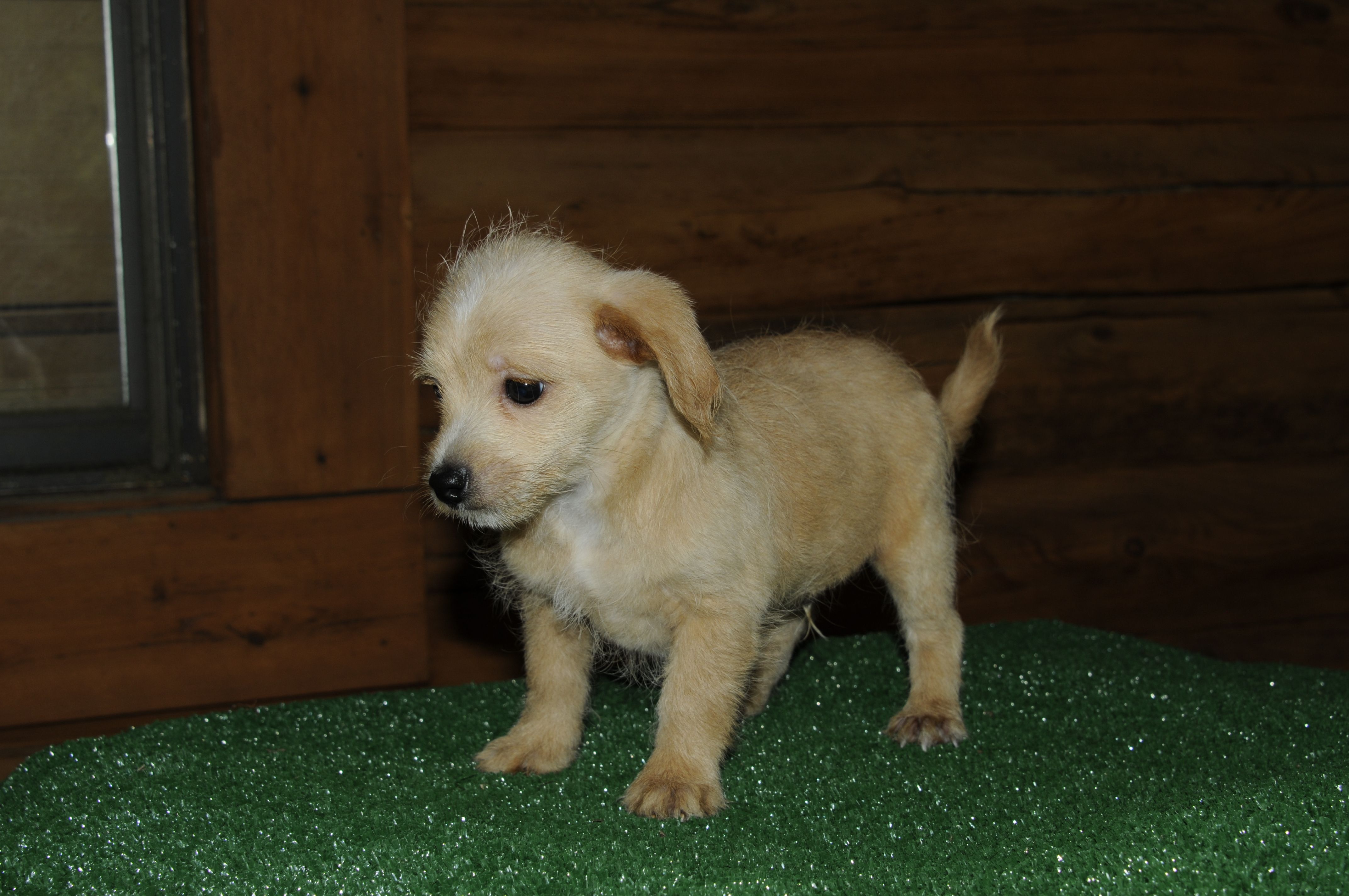 Wesley  – Chiweenie puppy for sale in Saint Augustine, FL