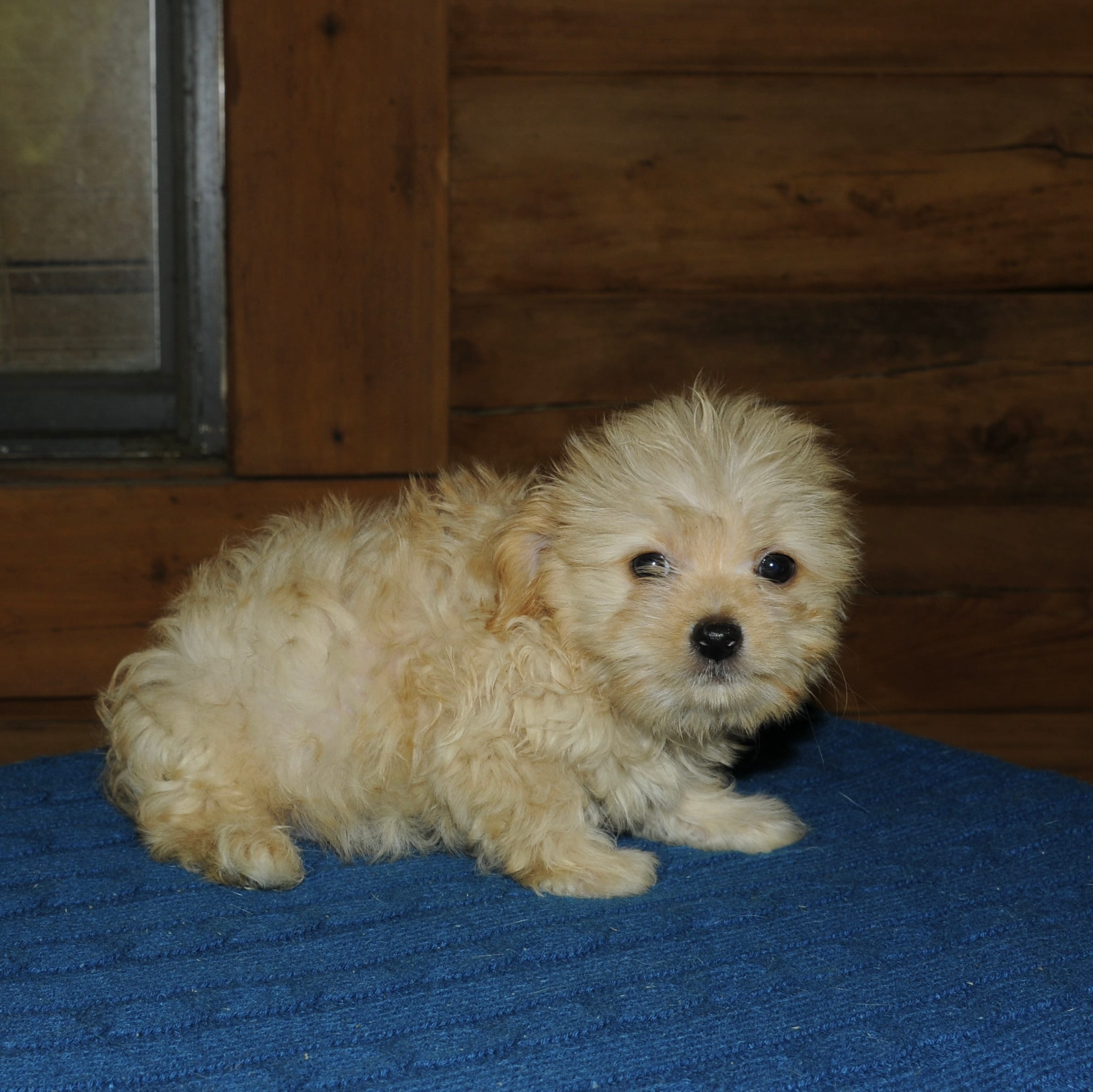 Token – Maltipoo puppy for sale in Saint Augustine, FL
