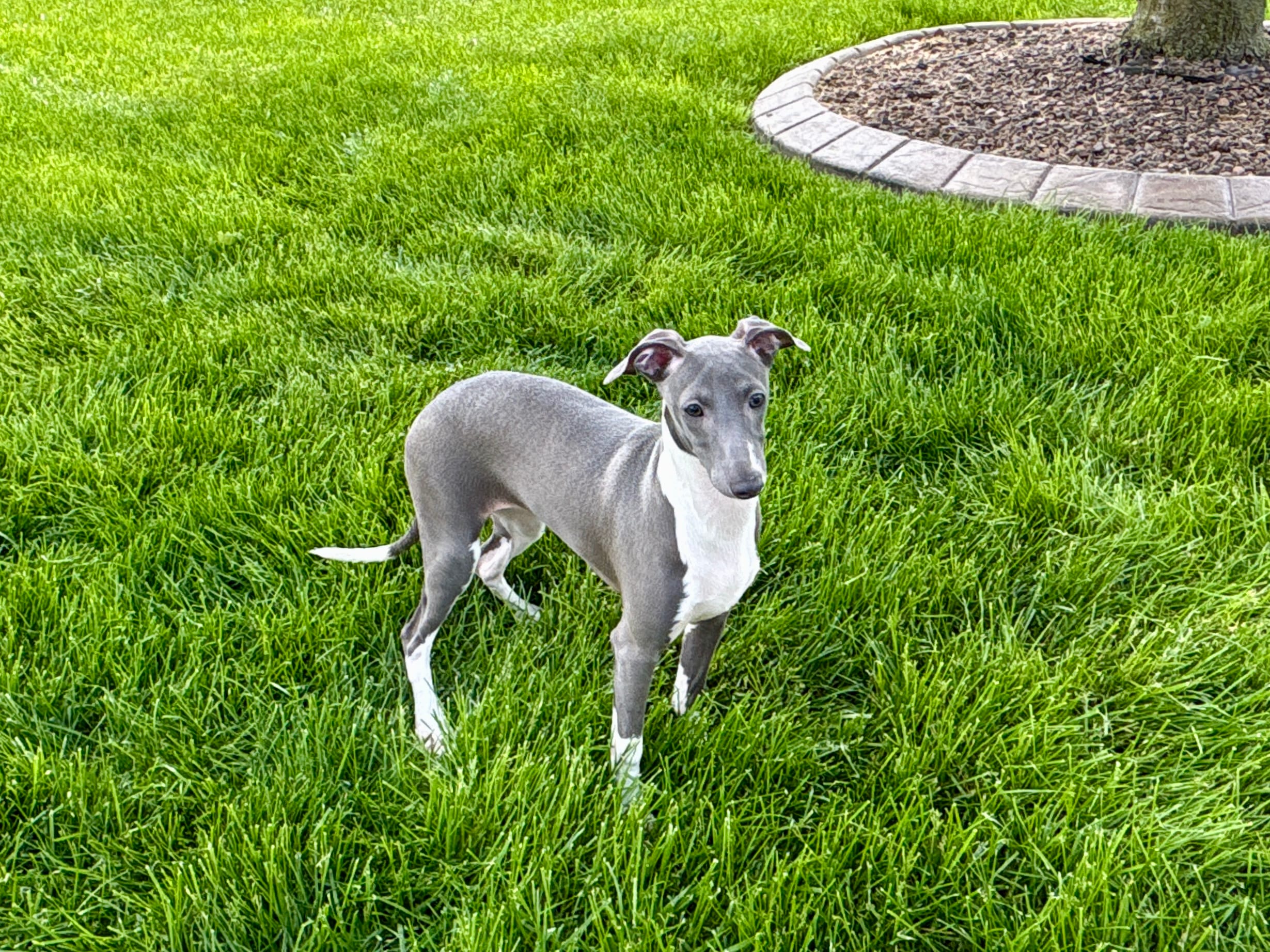 Lindsey  – Italian Greyhound puppy for sale in Nappanee, IN