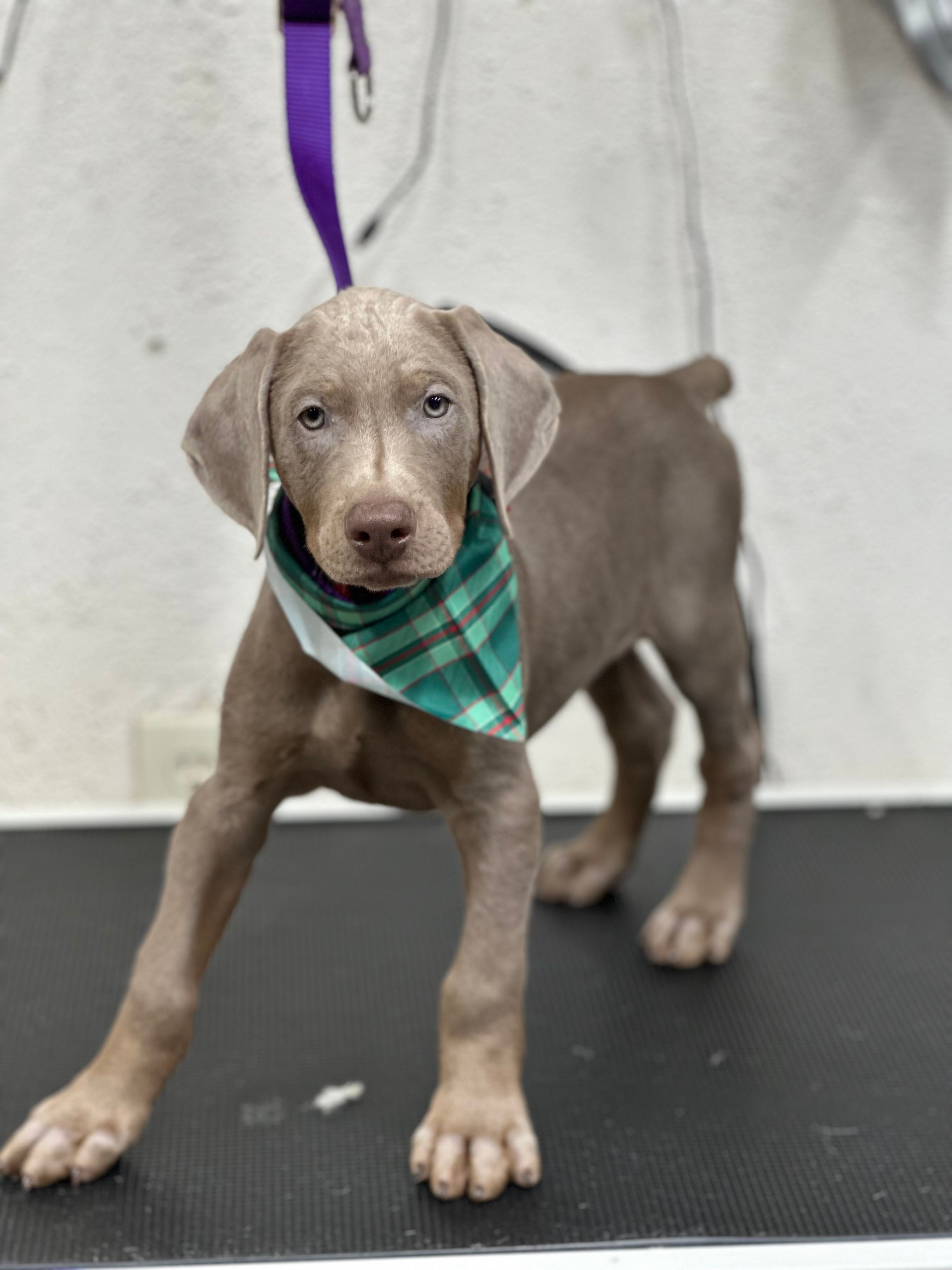 Mike – Doberman Pinscher puppy for sale in Newport, TN