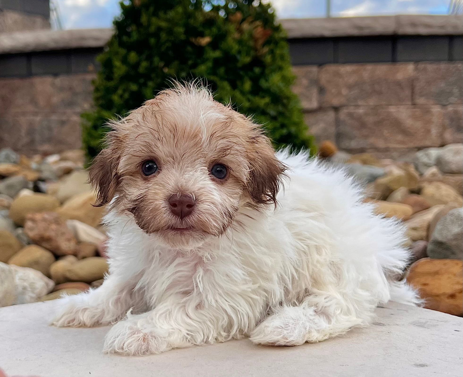 Ginger – Havanese puppy for sale in Berlin, OH