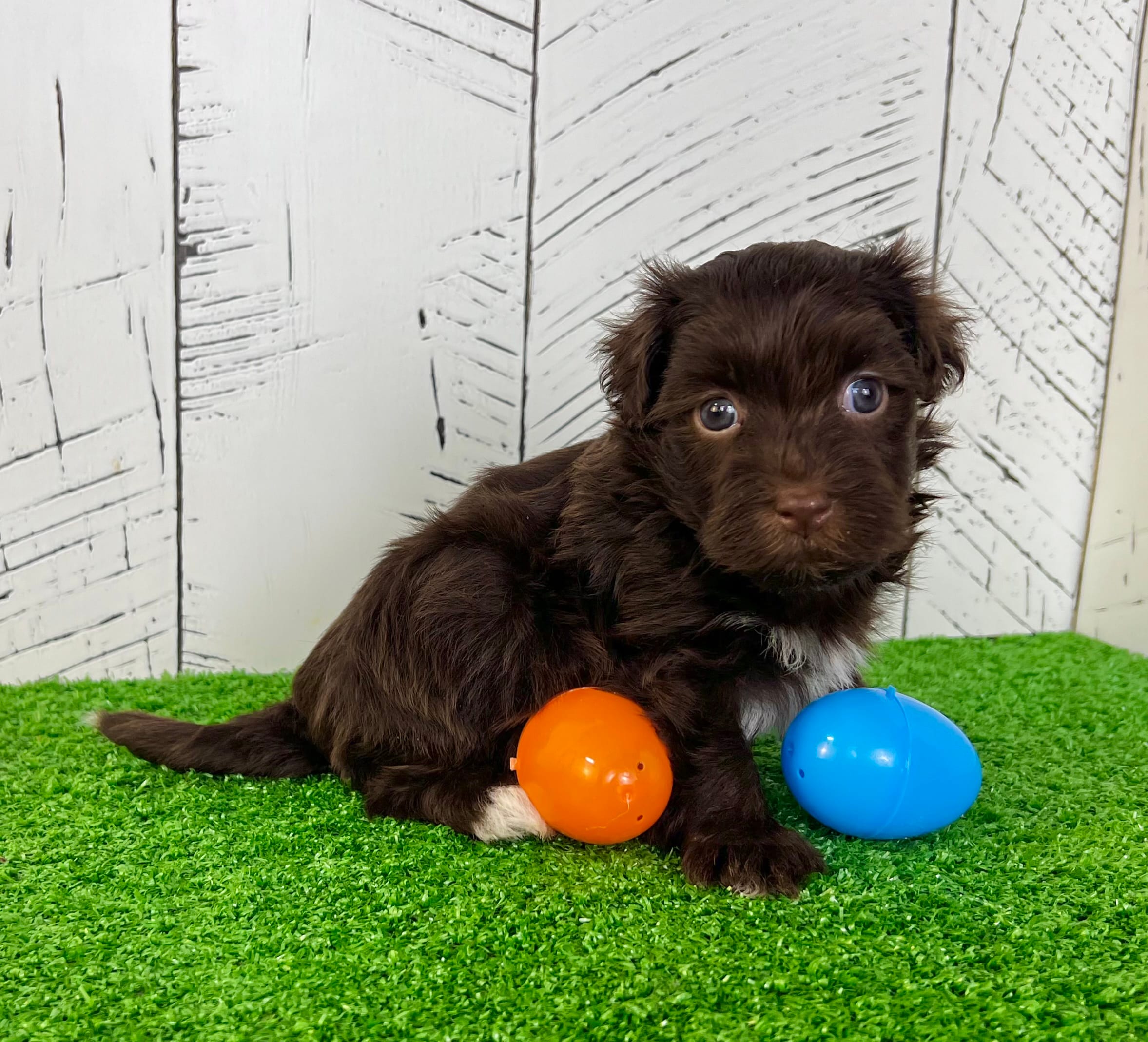Freddy – Havanese puppy for sale in Berlin, OH