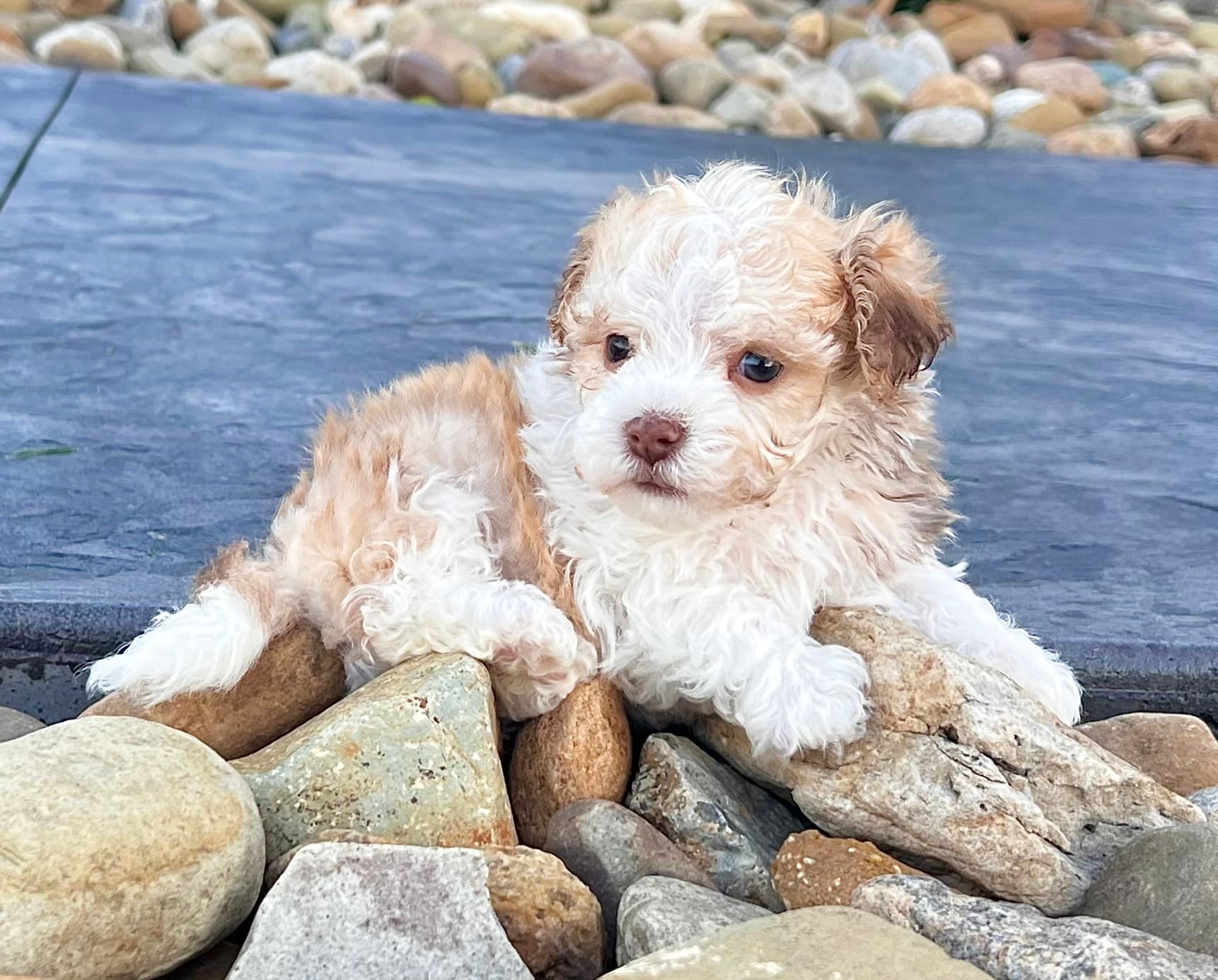 Geno – Havanese puppy for sale in Berlin, OH