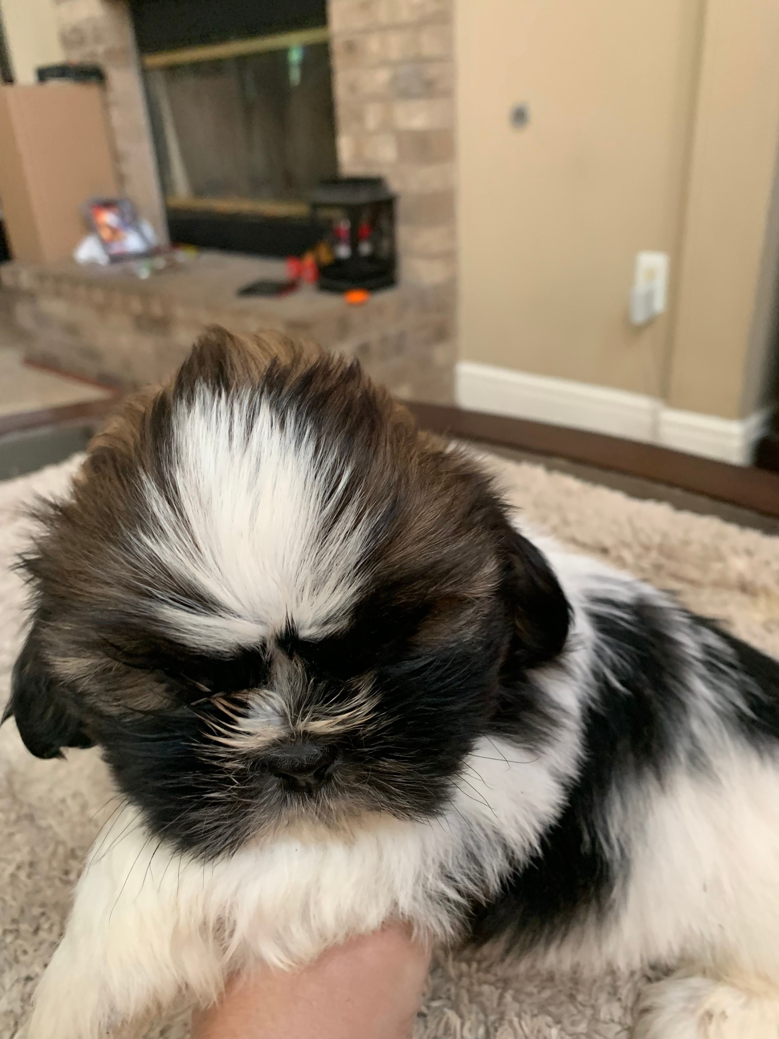 Milo – Shih Tzu puppy for sale in Elk Grove, CA