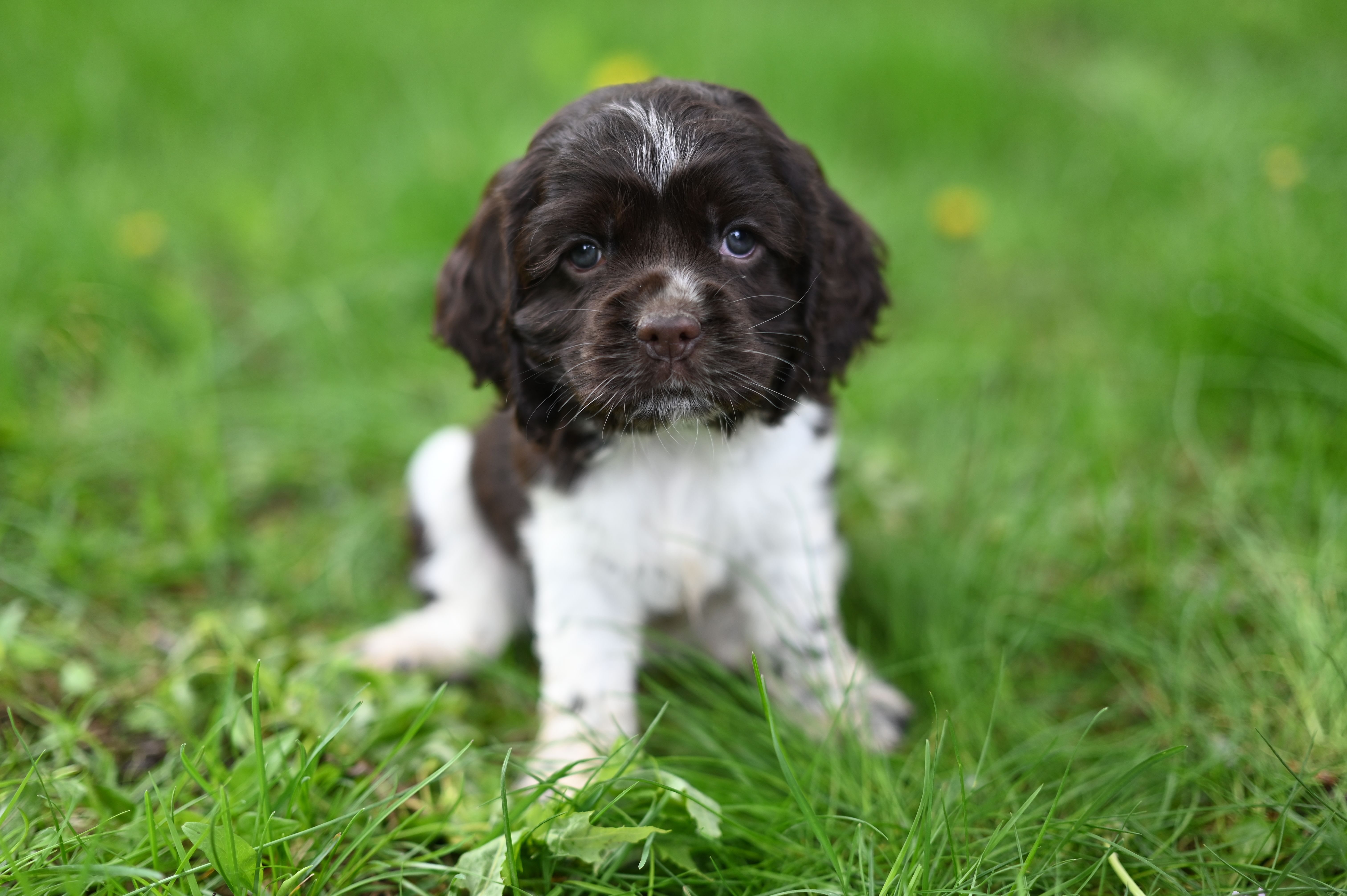 Arlee 'AKC registered' – Cocker Spaniel puppy for sale in Seneca Falls, NY