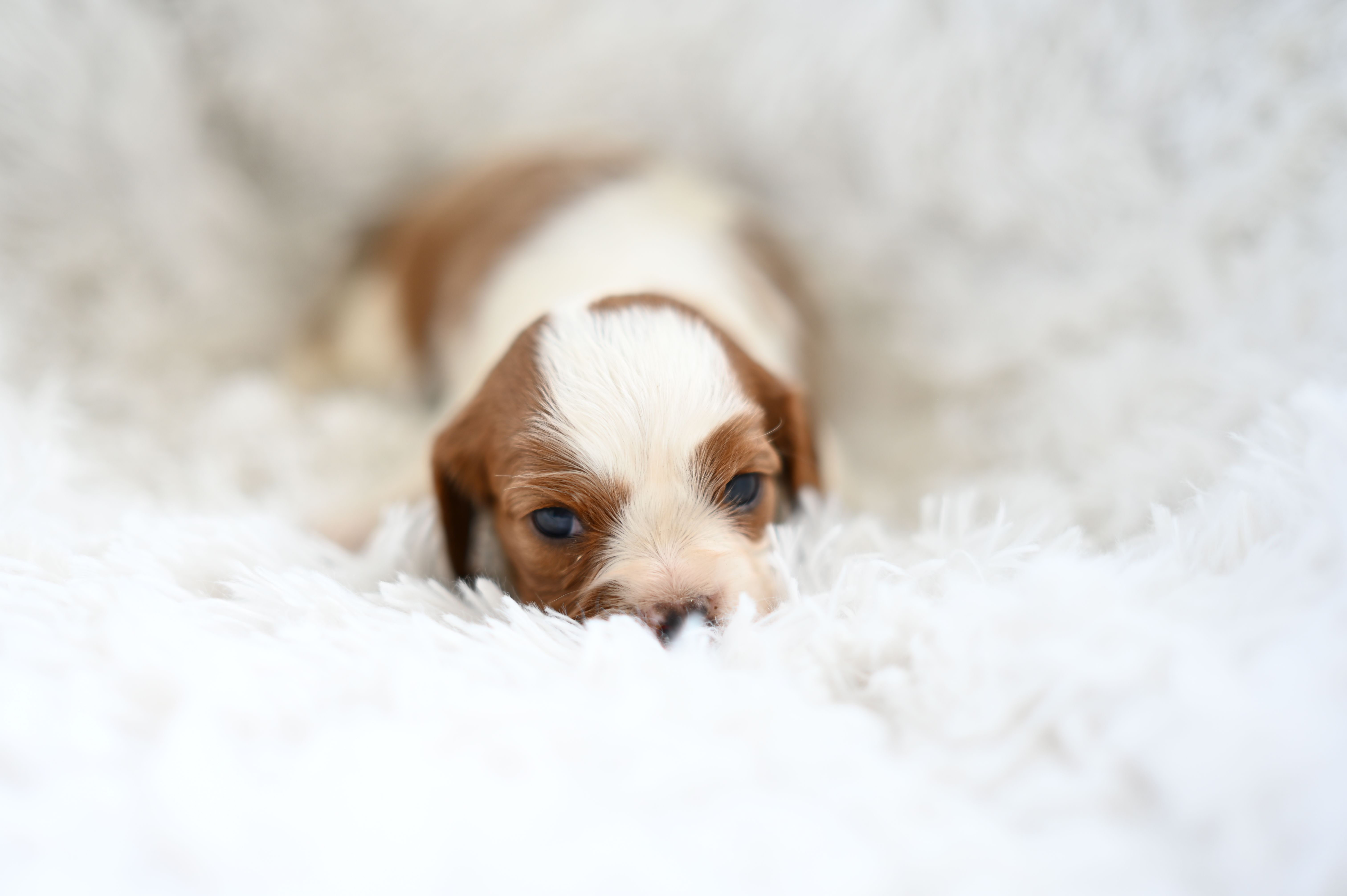 Vince – Cavalier King Charles Spaniel puppy for sale in Seneca Falls, NY