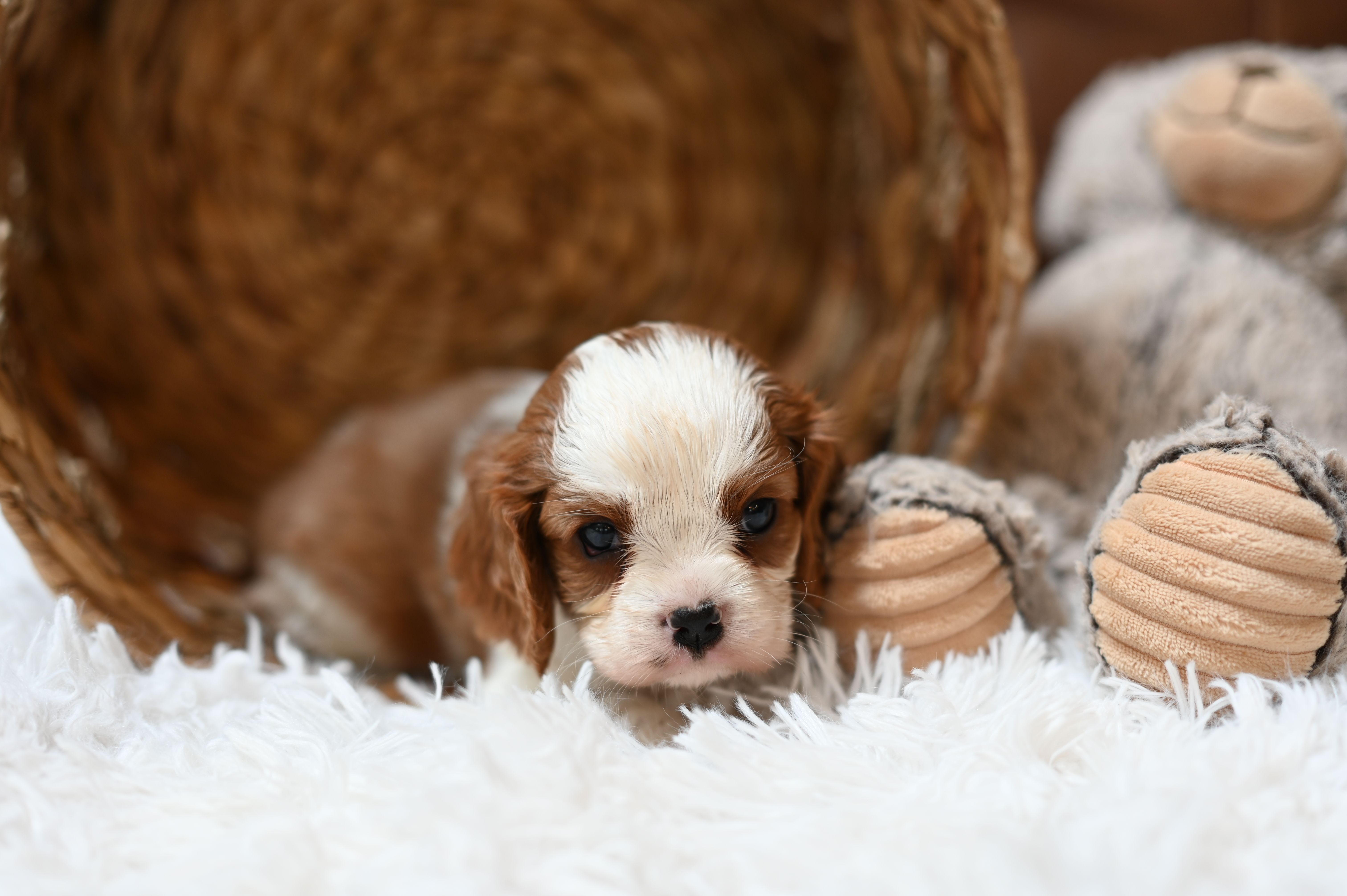 ACA Reg 'Vince' RTG May 18 – Cavalier King Charles Spaniel puppy for sale in Seneca Falls, NY